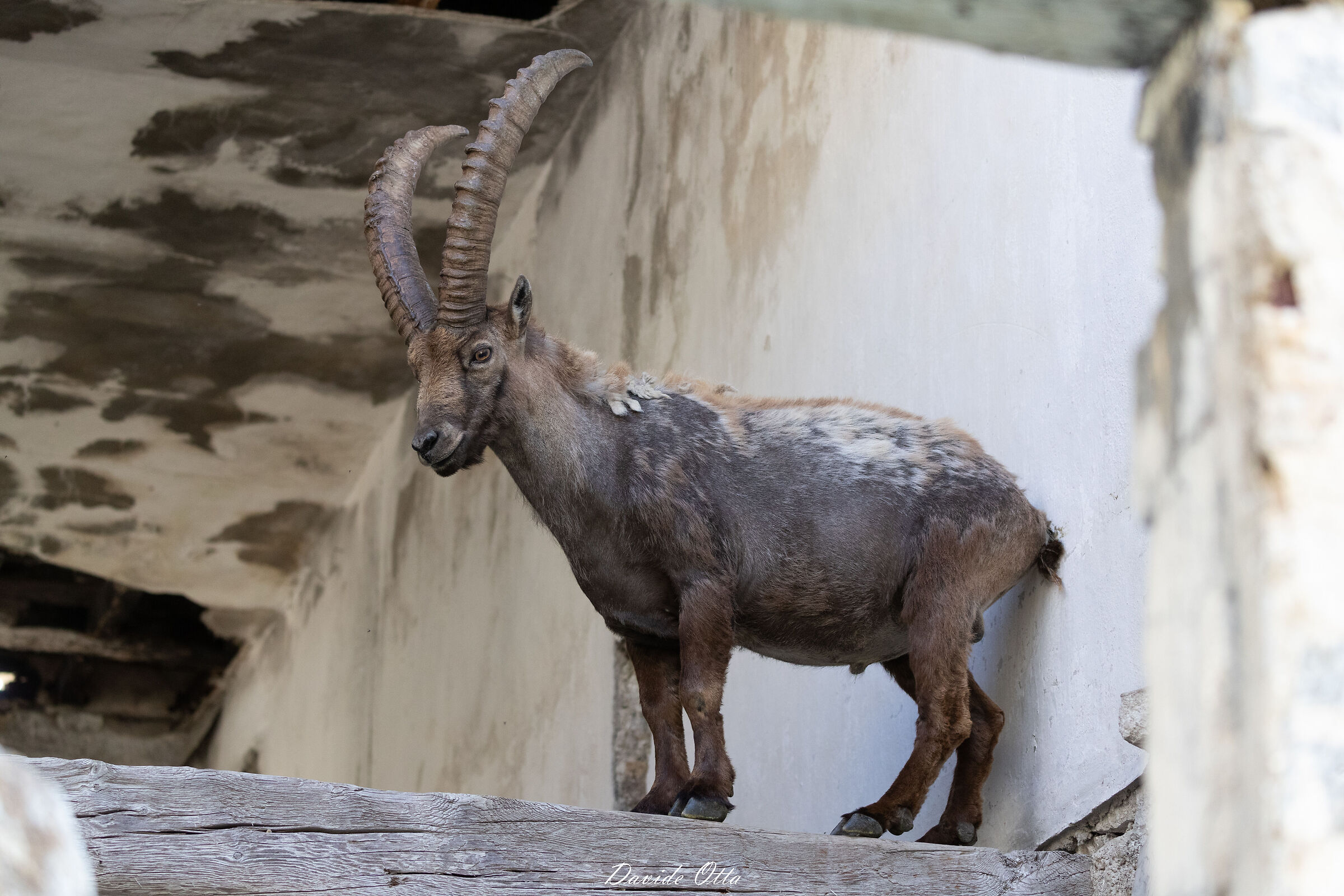 Saltando da un trave all'altro