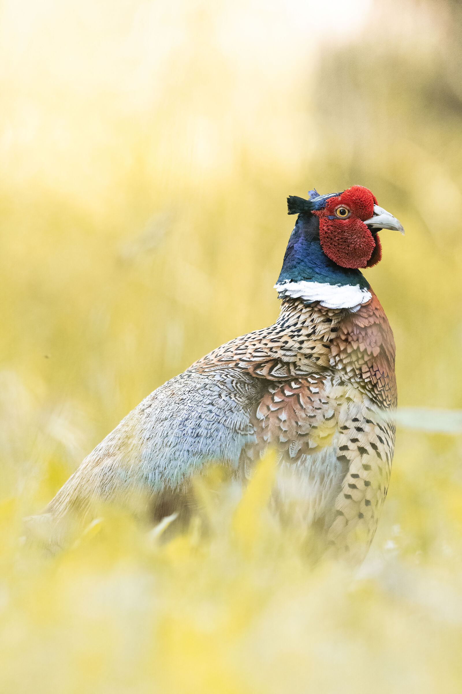 pheasant
