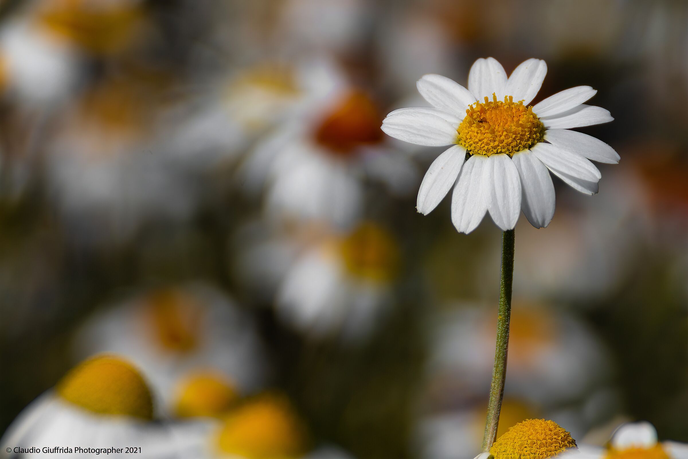 Anthemis