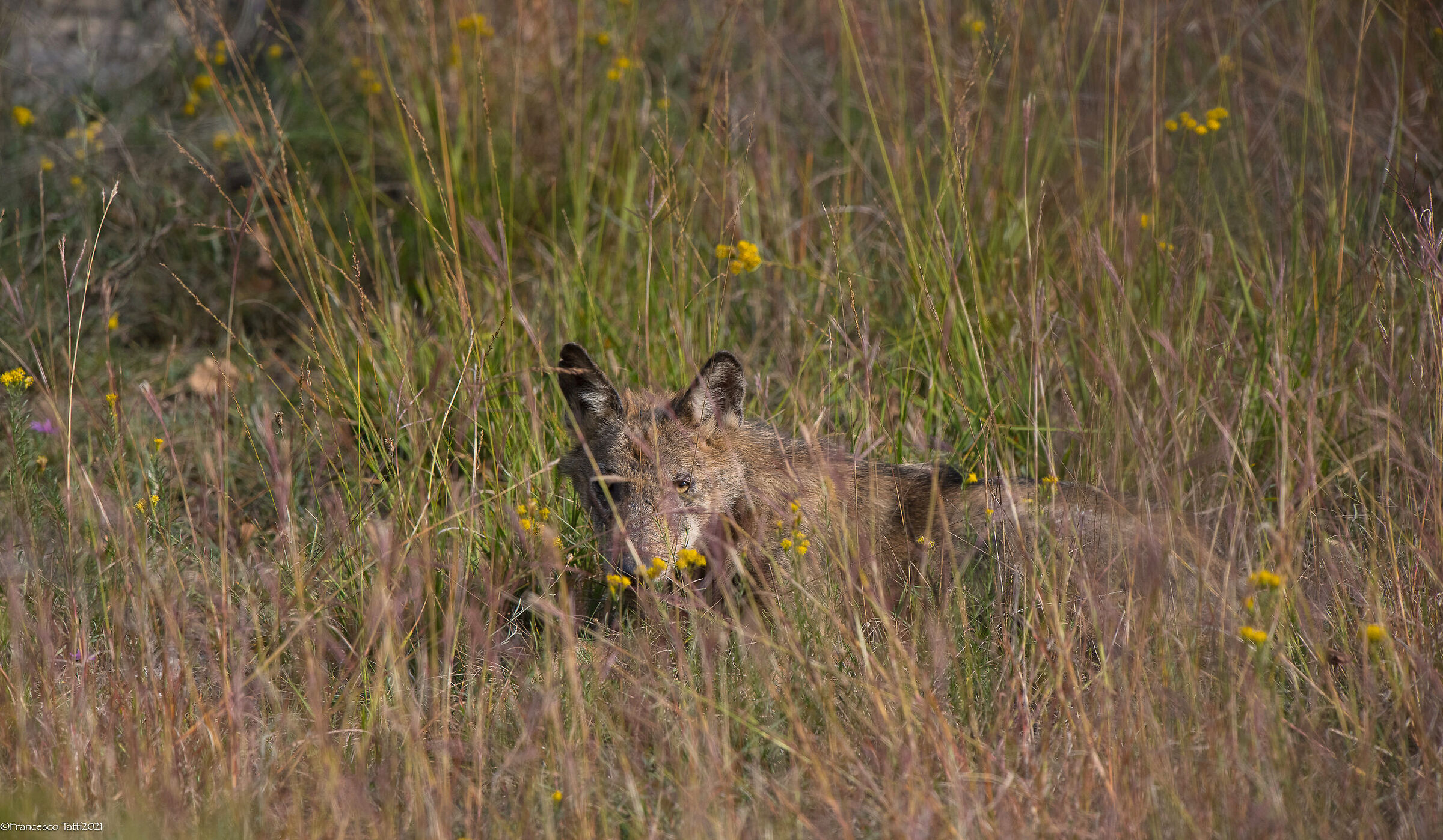 The Wolf in the Flower Field
