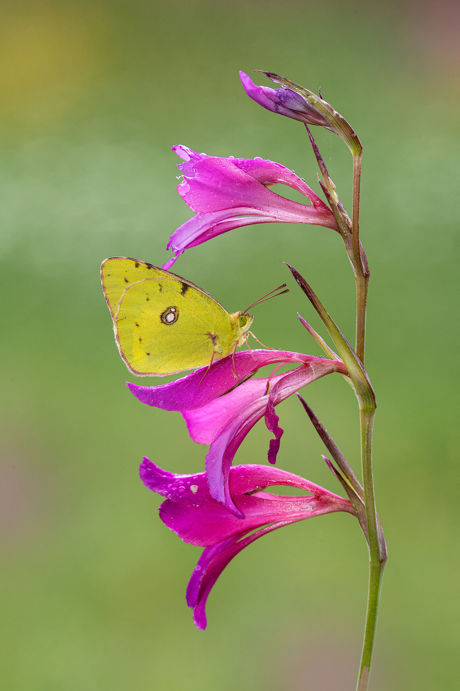 Colias crocea