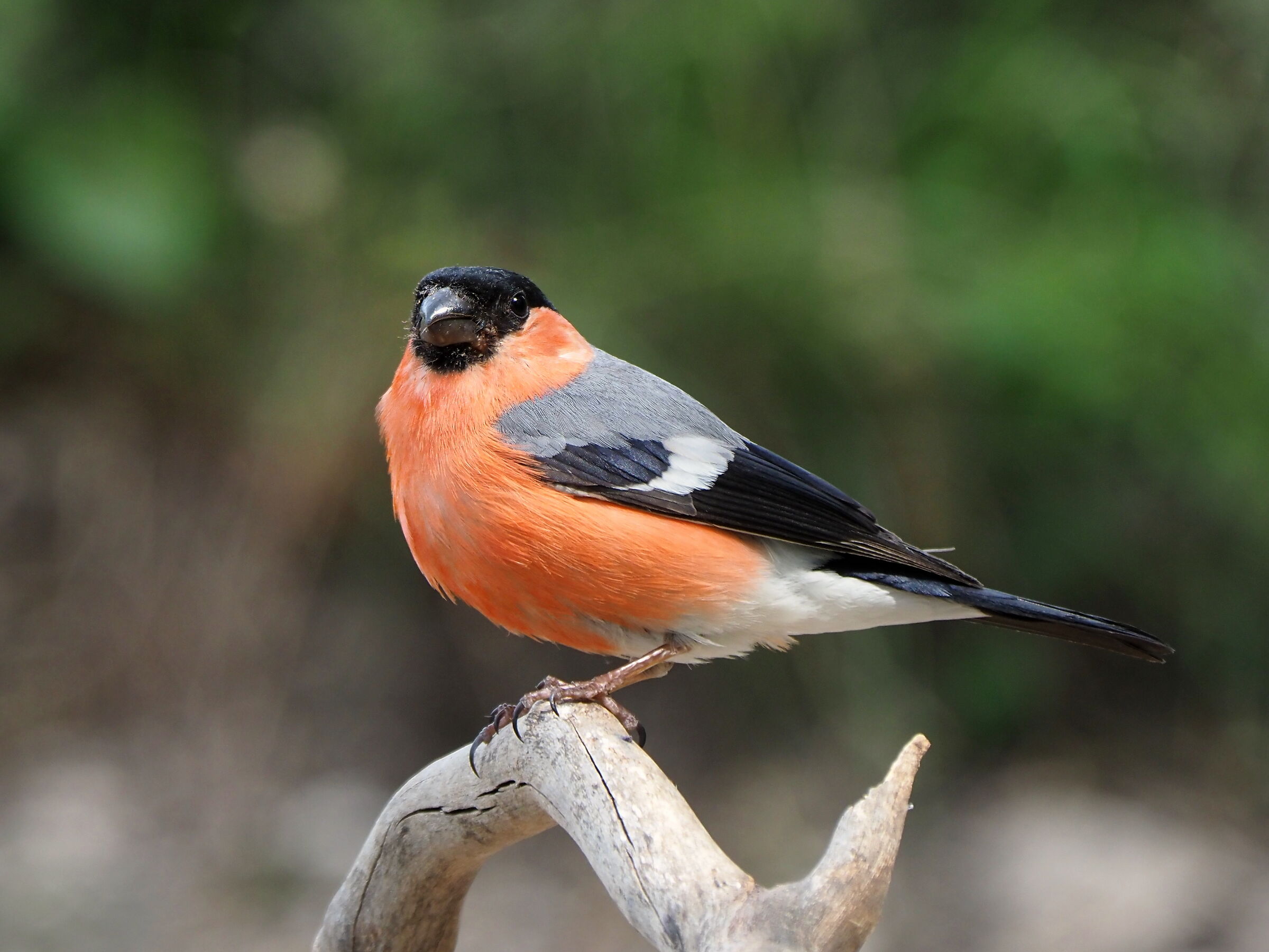 Eurasian bullfinch