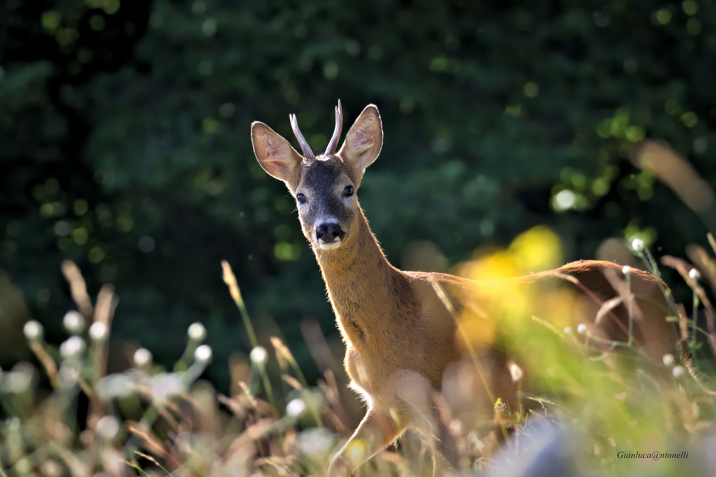 roe deer