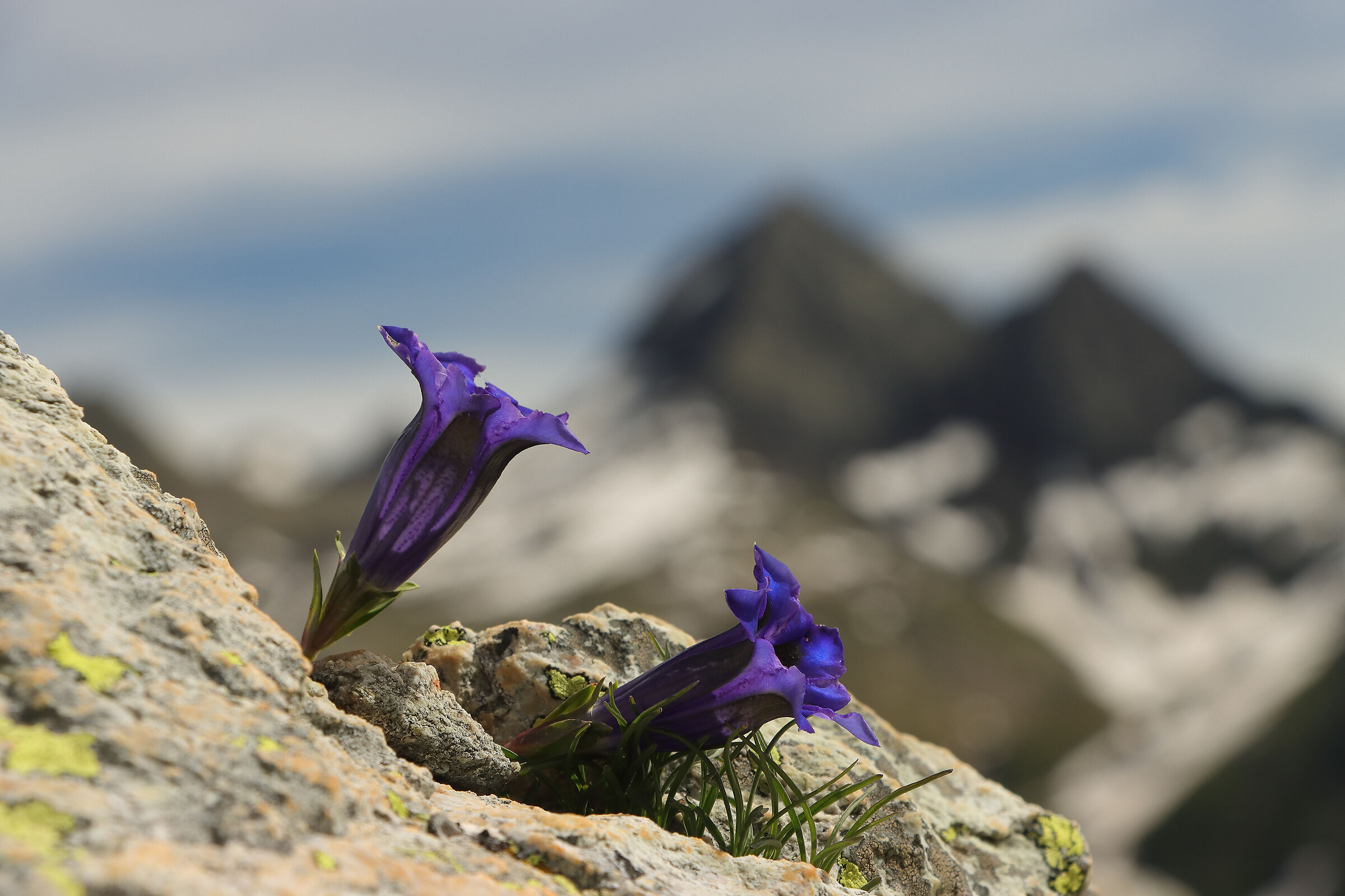 le genziane del "Diavolo"