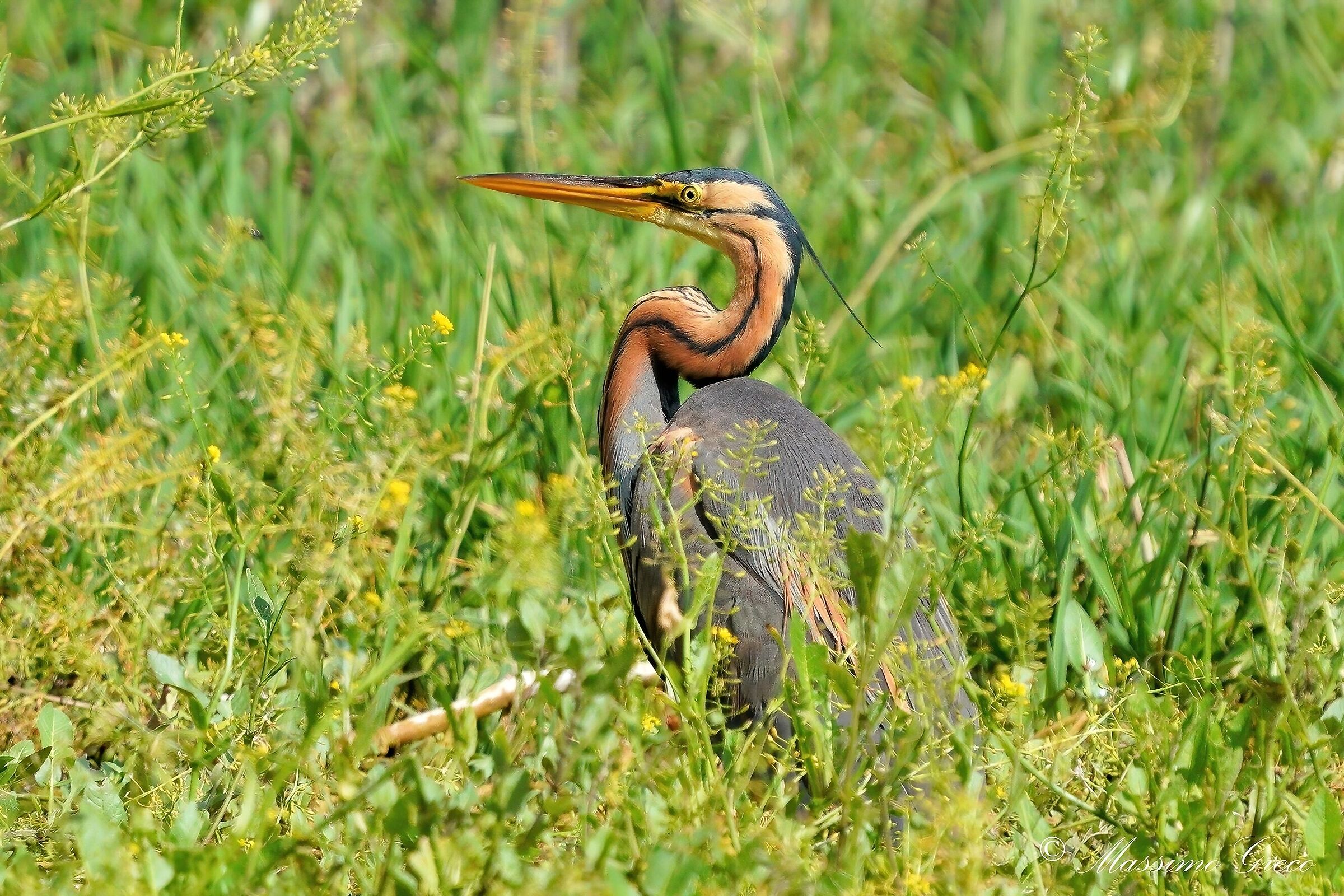 Airone rosso (Ardea purpurea)