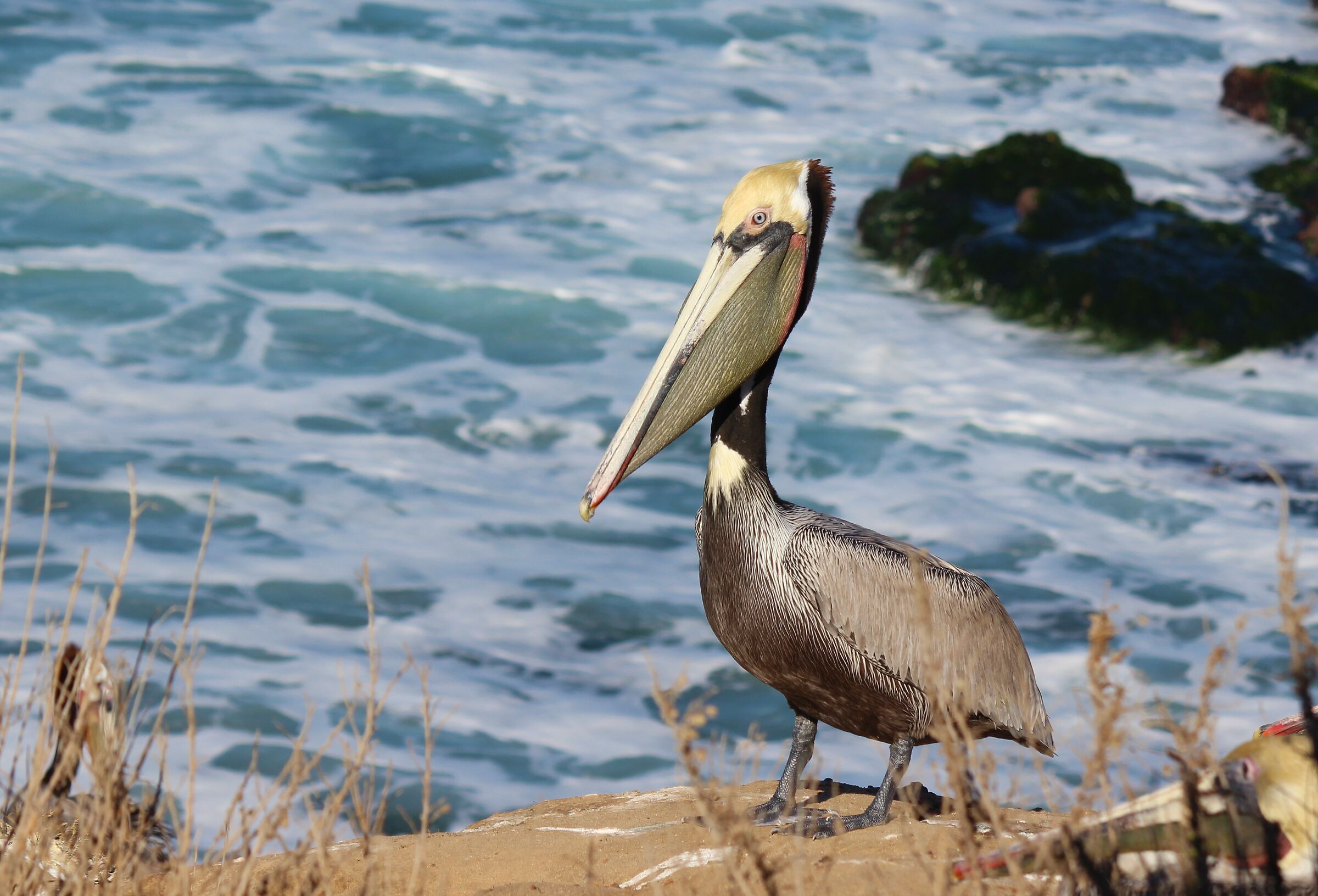 il profilo del pellicano