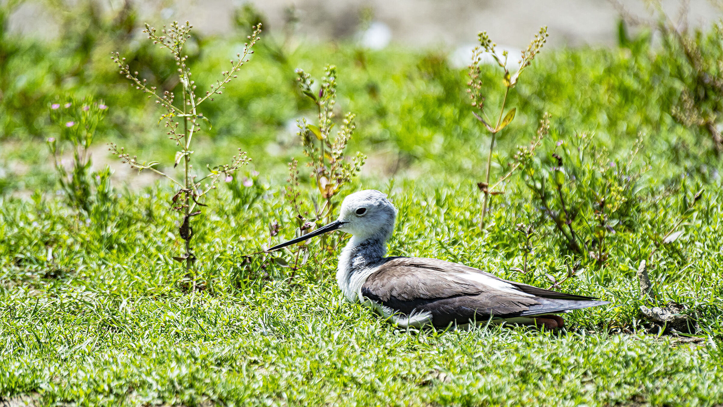 The Knight's Hatching