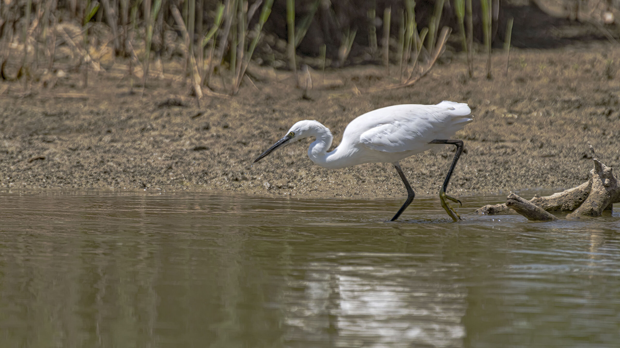 Egret on the Hunt