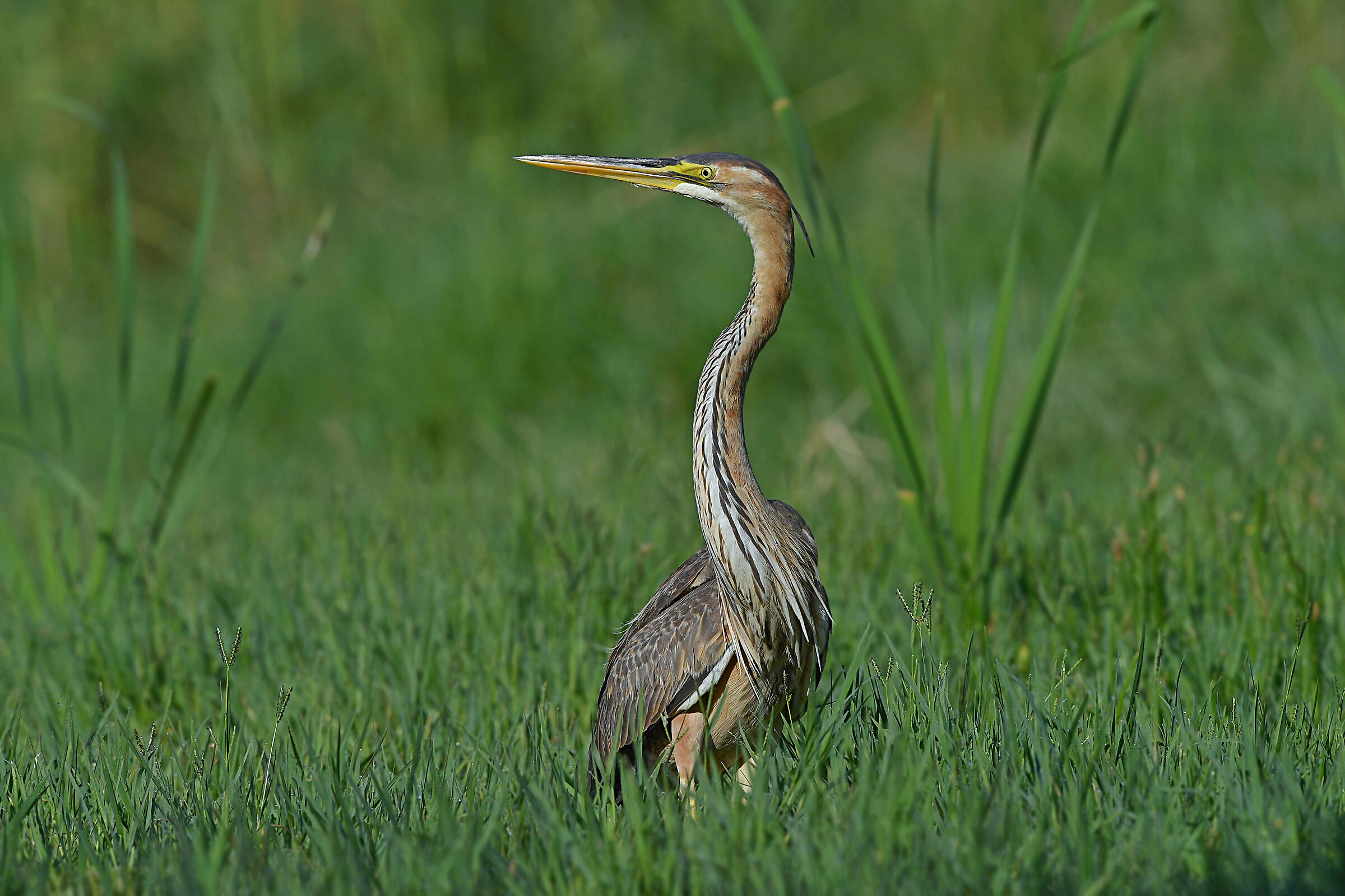 Storie di piume   (Airone rosso)