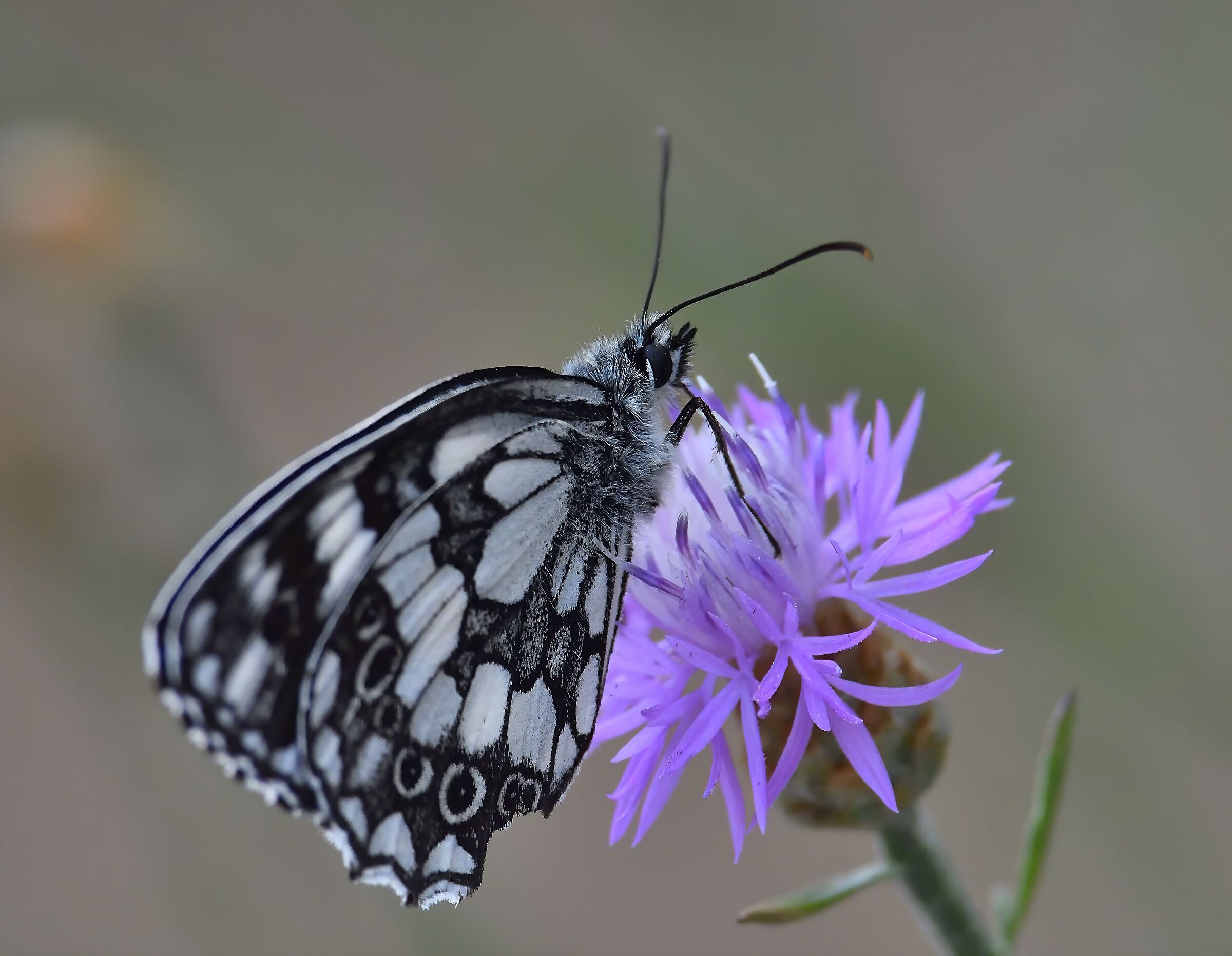 Melanargia galathea (male)