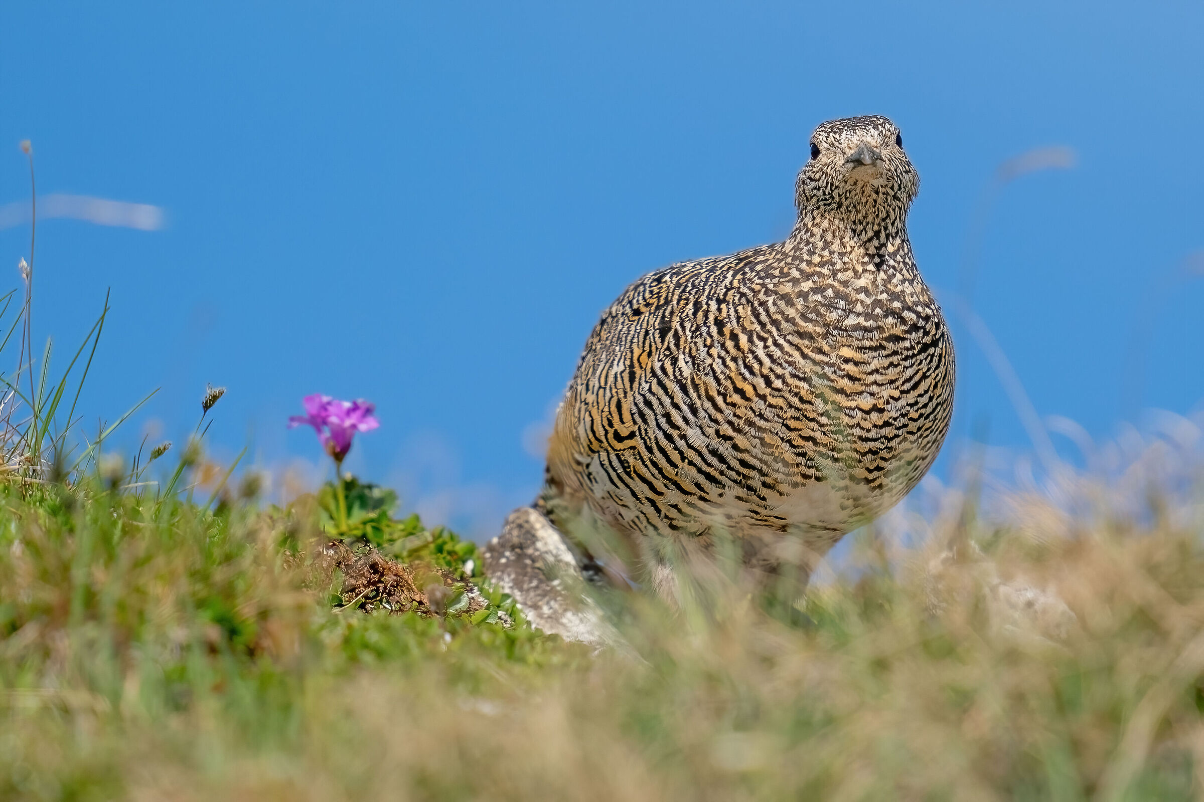 female white partridge
