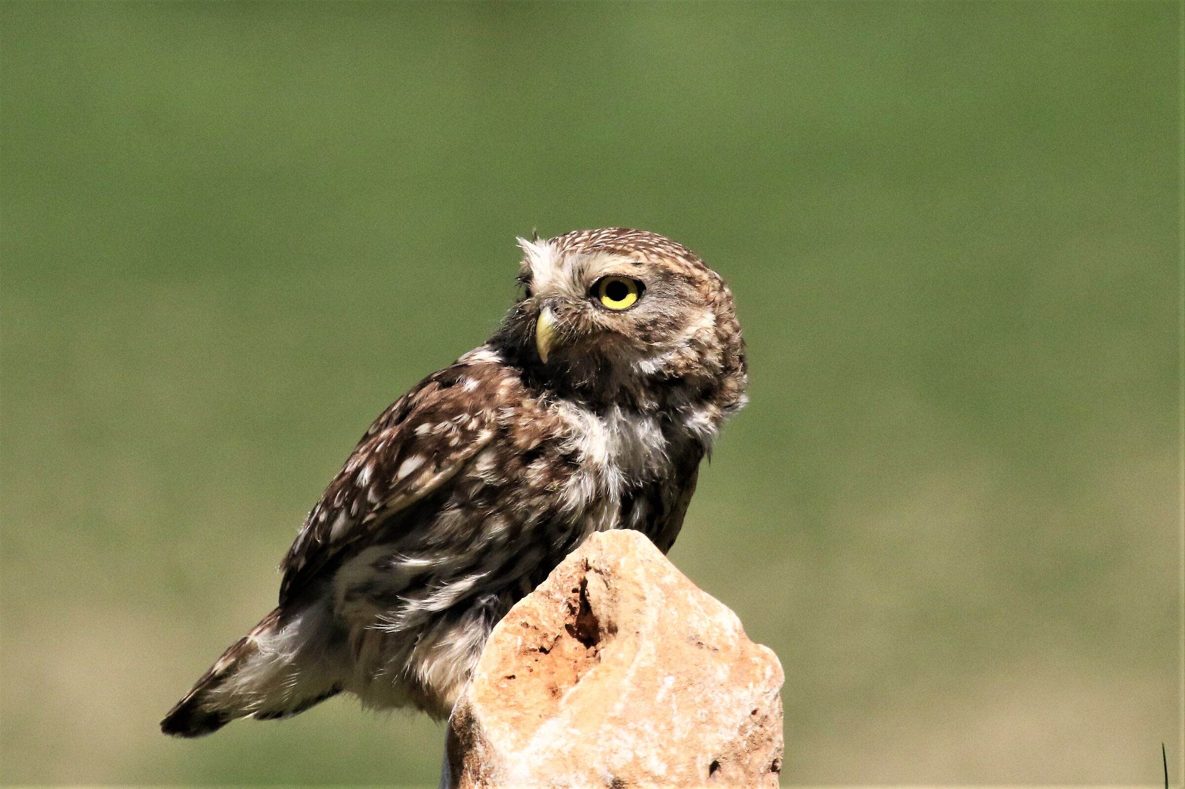 owl