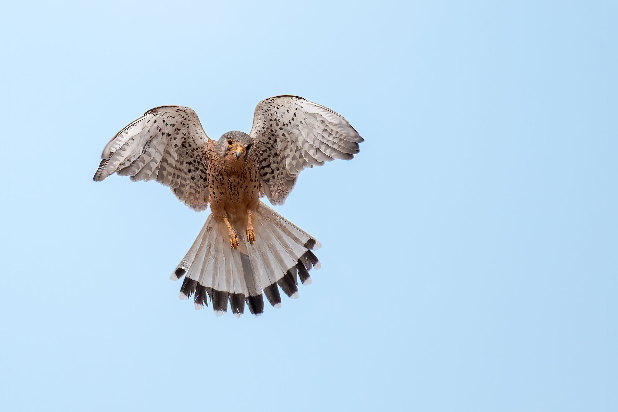 Gheppio &male; in volo