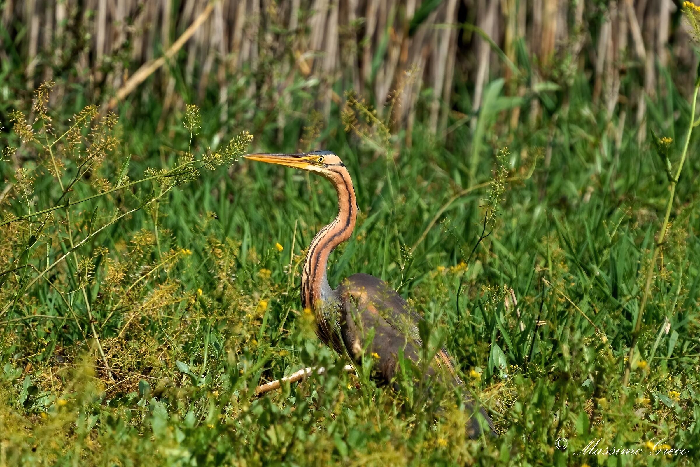 Airone rosso (Ardea purpurea)