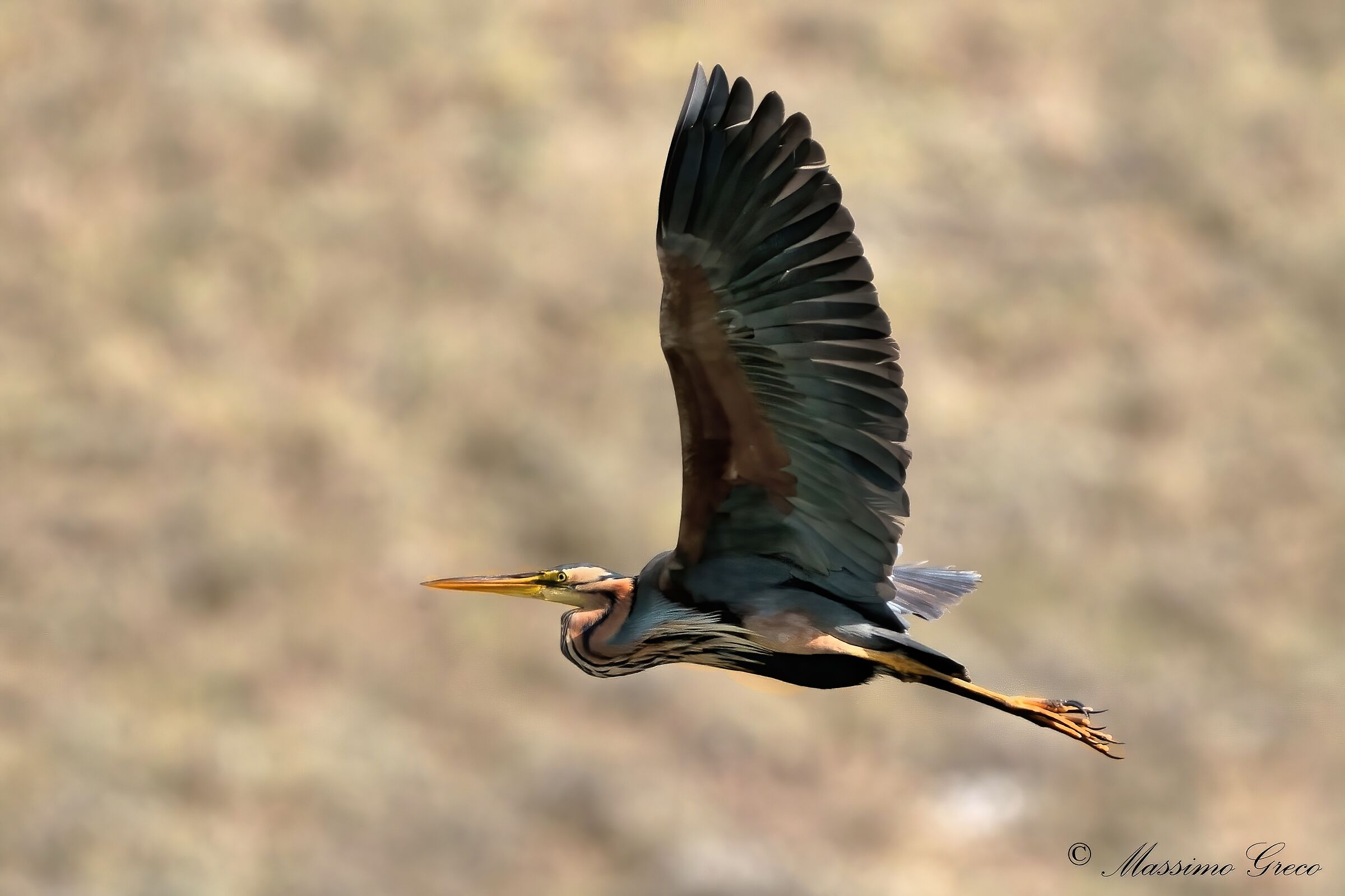Airone rosso (Ardea purpurea)
