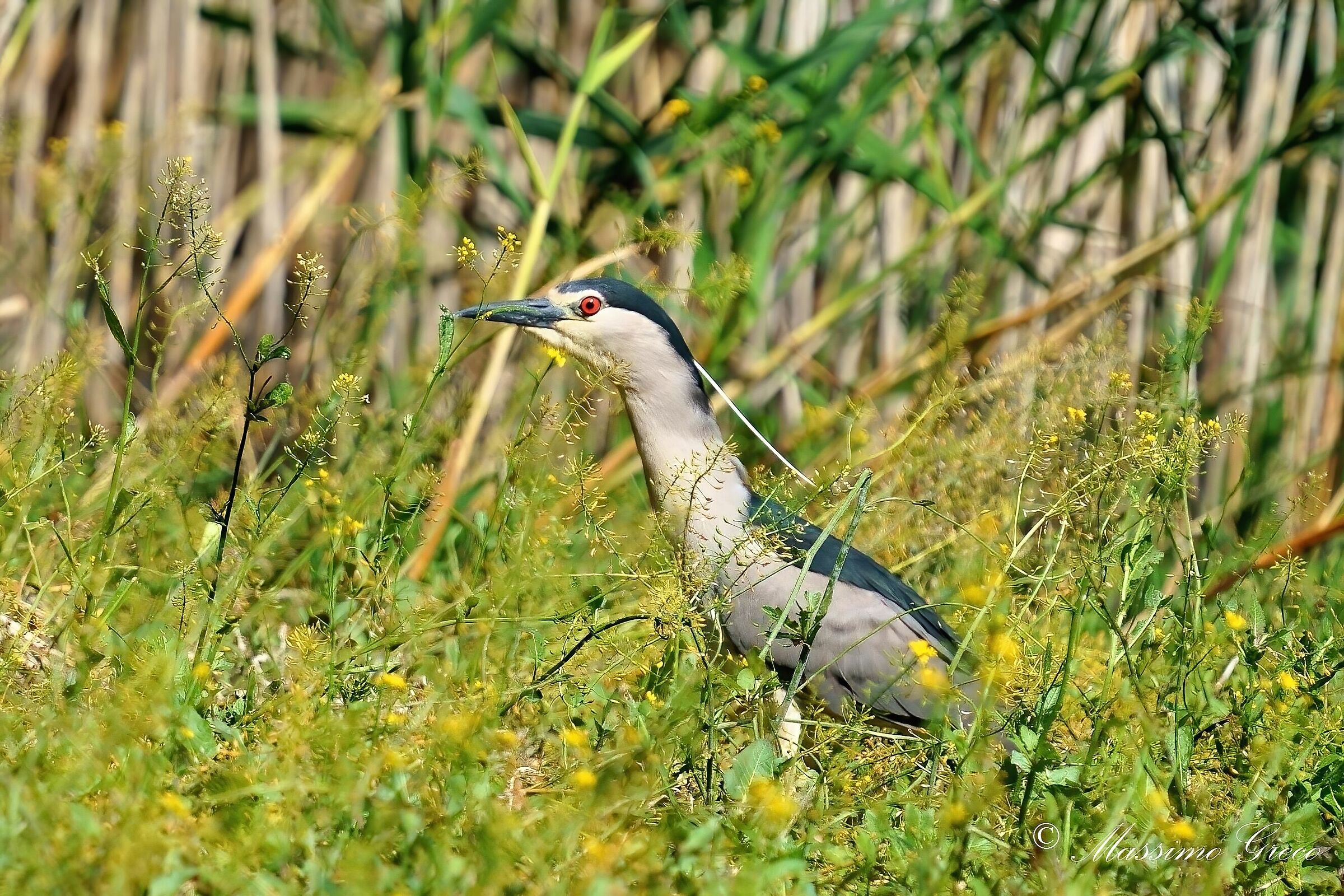 Nitticora (Nycticorax nycticorax )