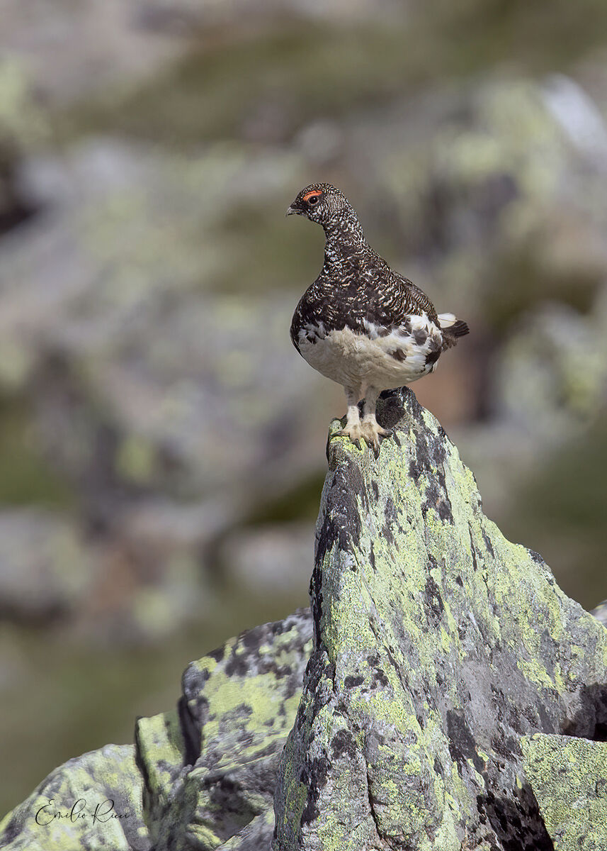White partridge in plain sight
