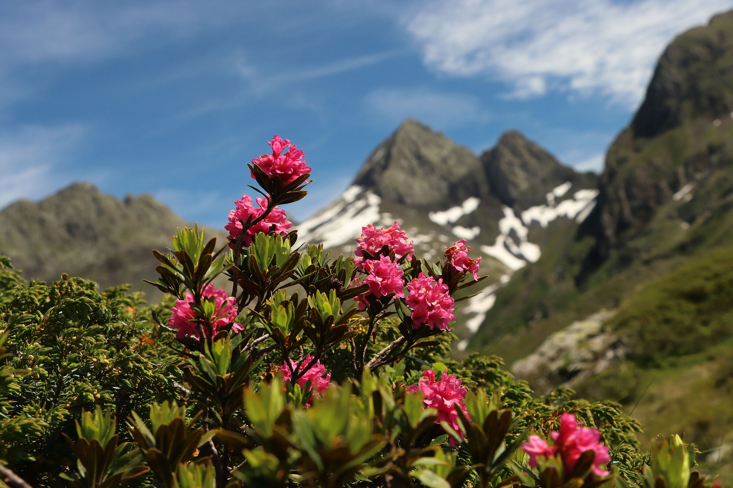 the garden of the "Devils"