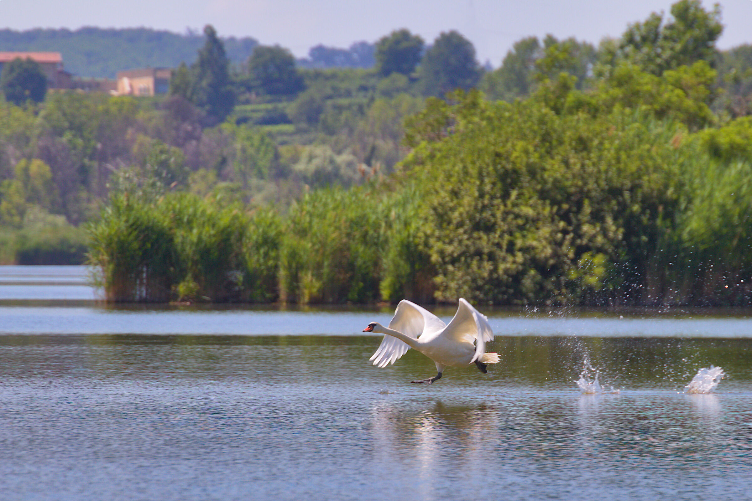 Cigno - Torbiere del Sebino