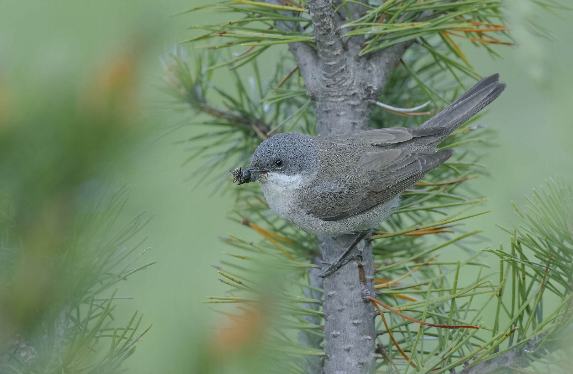 lesser whitethroat