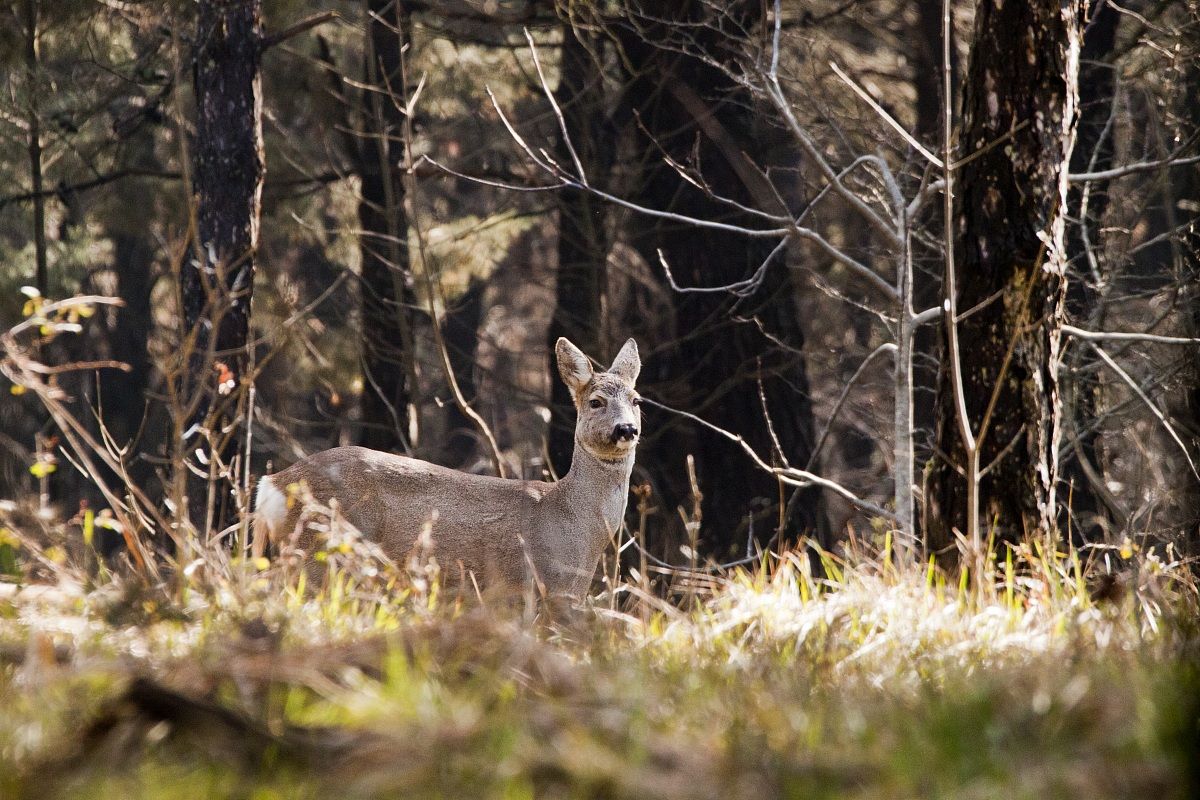 capriolo nel carso monfalconese