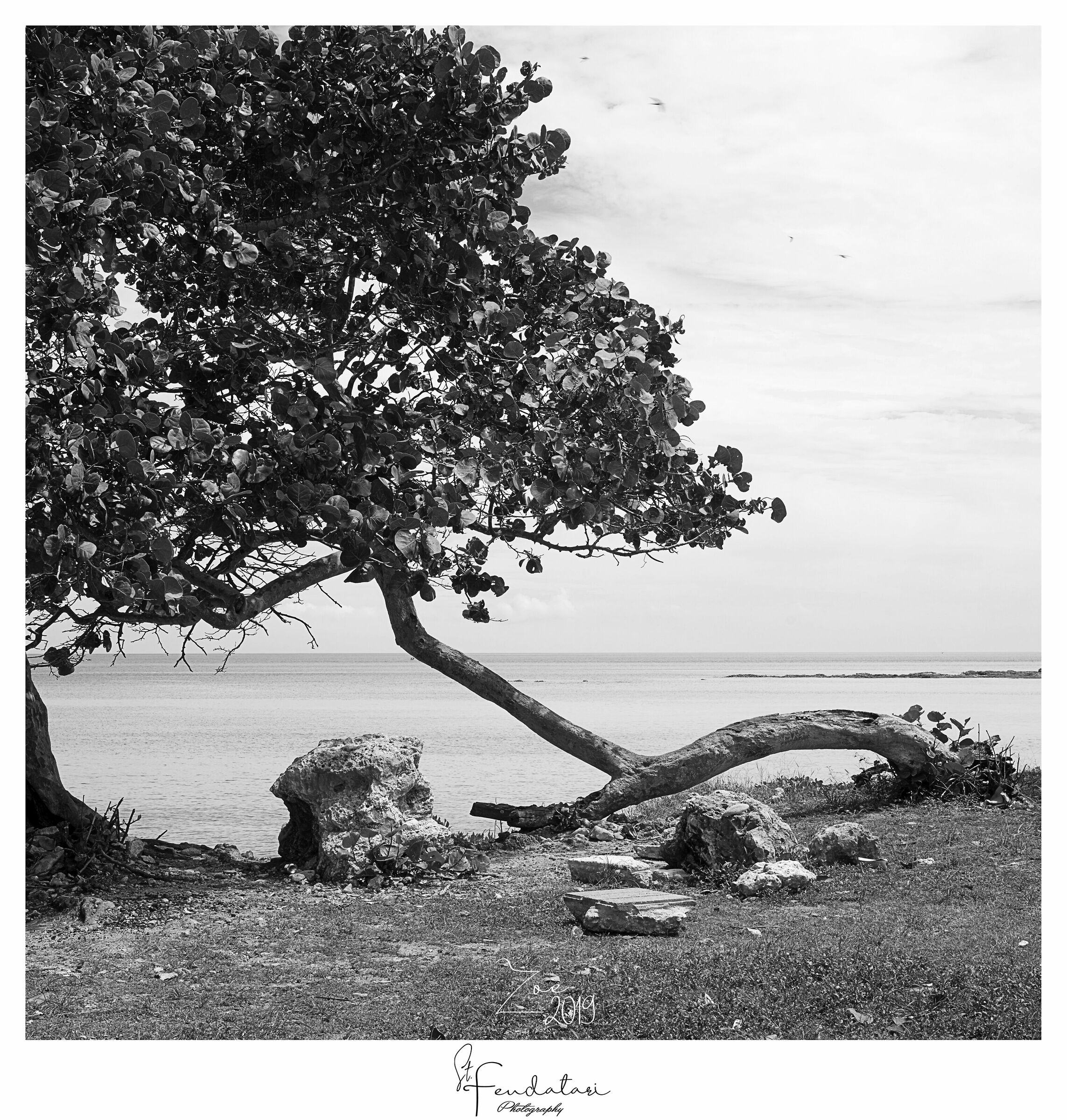 Zoe Series - Silence