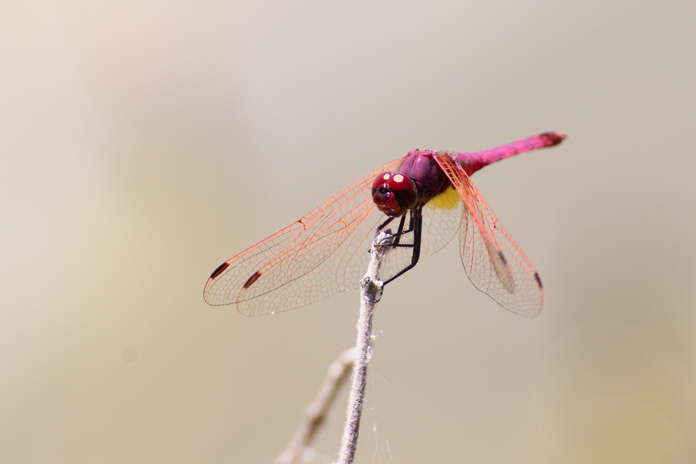 dragonfly