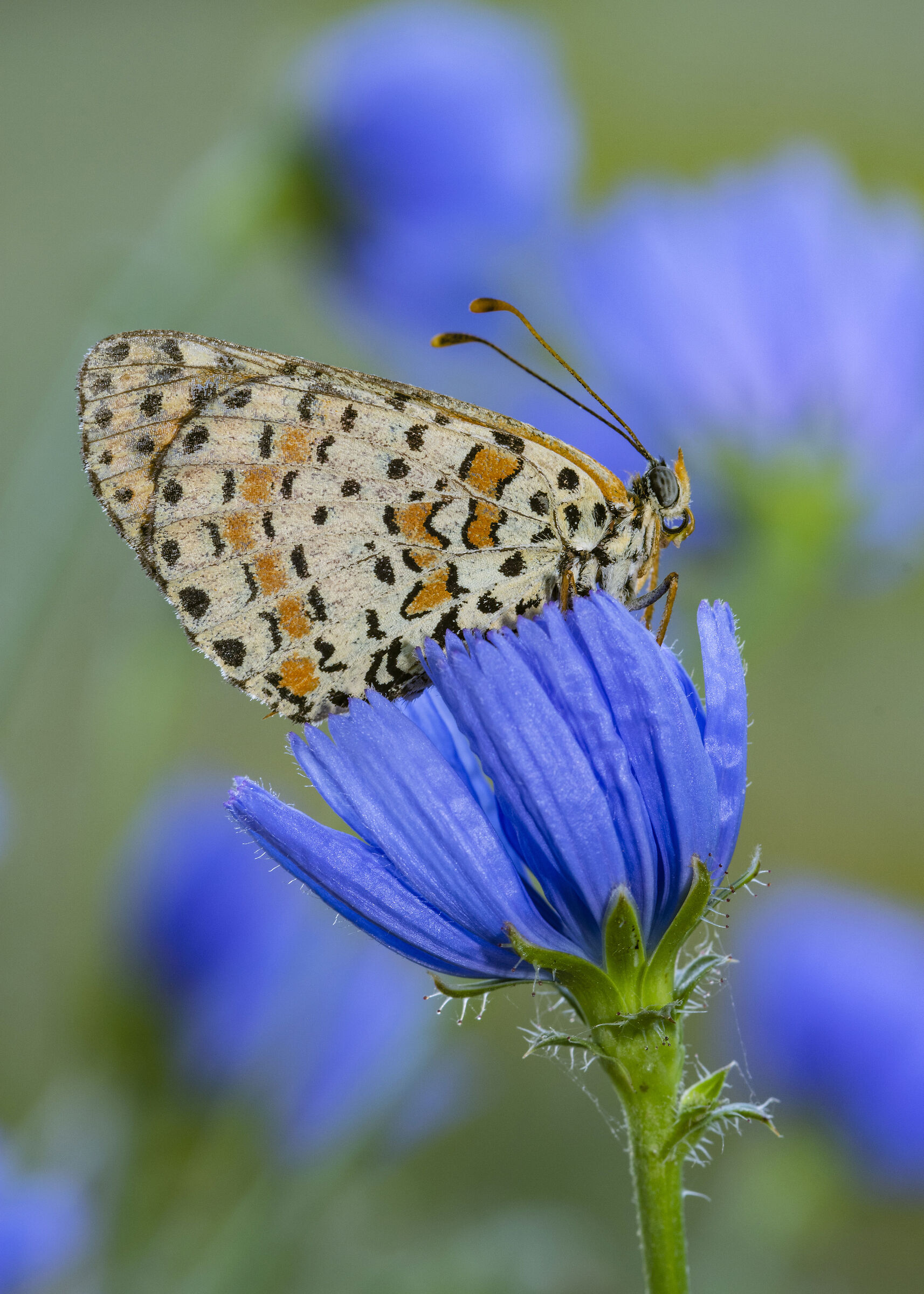Melitaea didyma