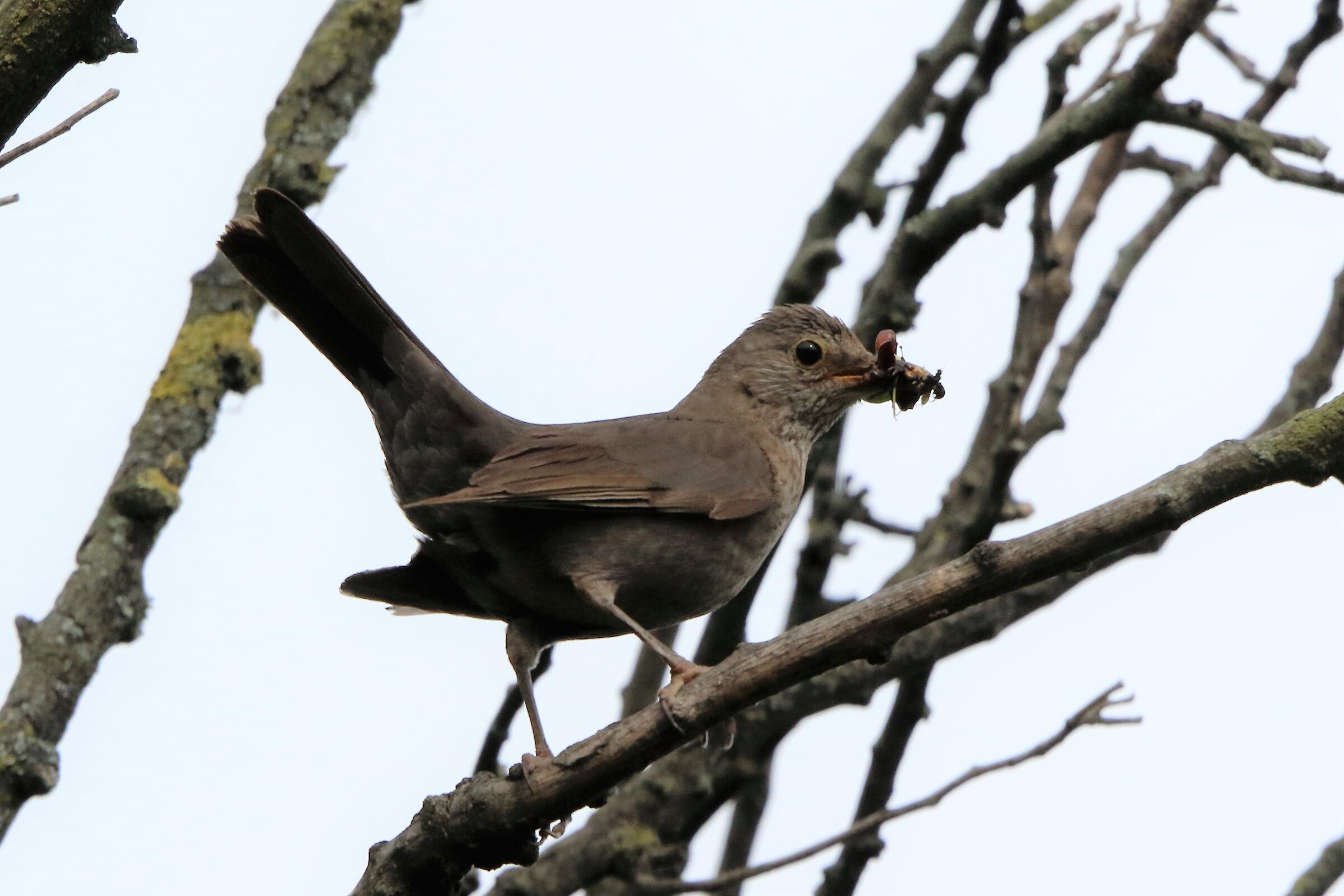 Femmina di merlo con preda