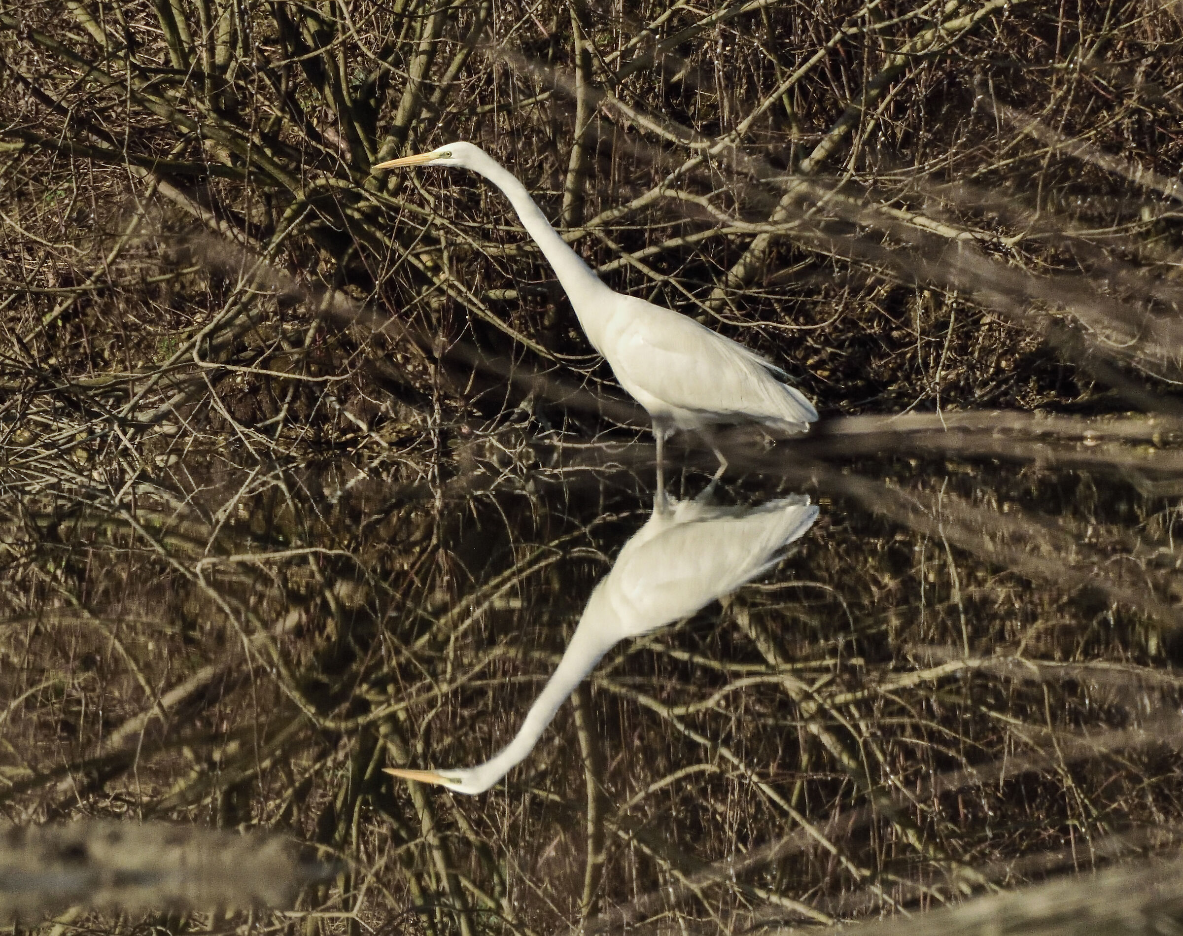 airone bianco maggiore