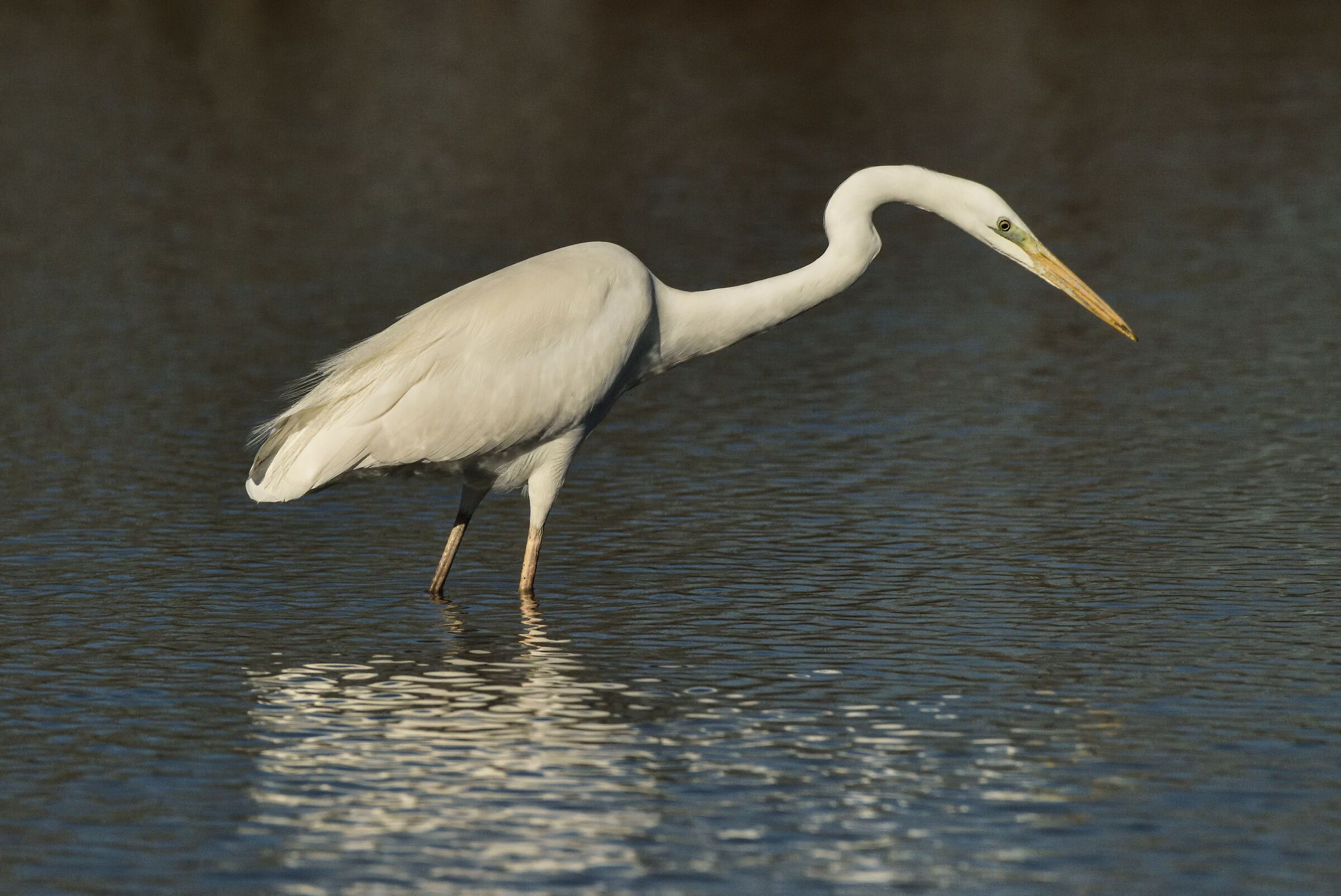 airone bianco maggiore