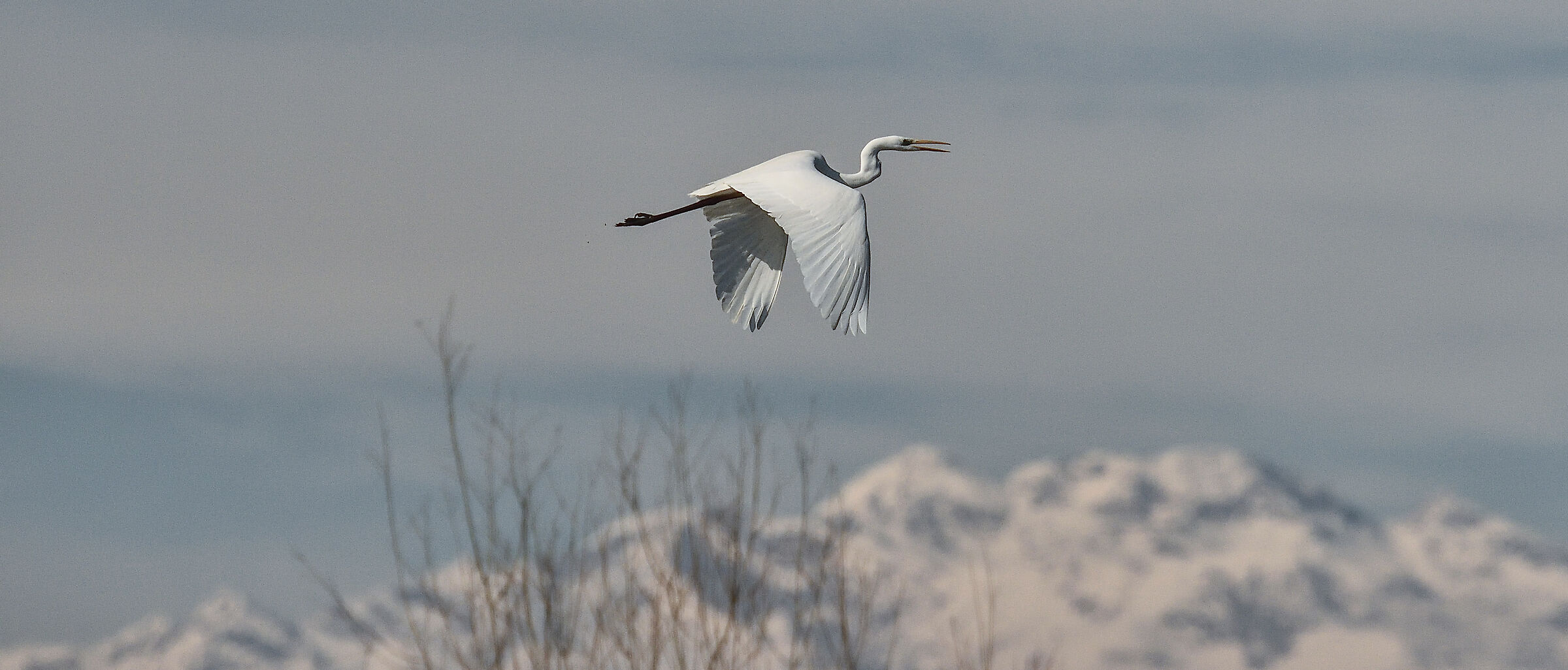 airone bianco maggiore