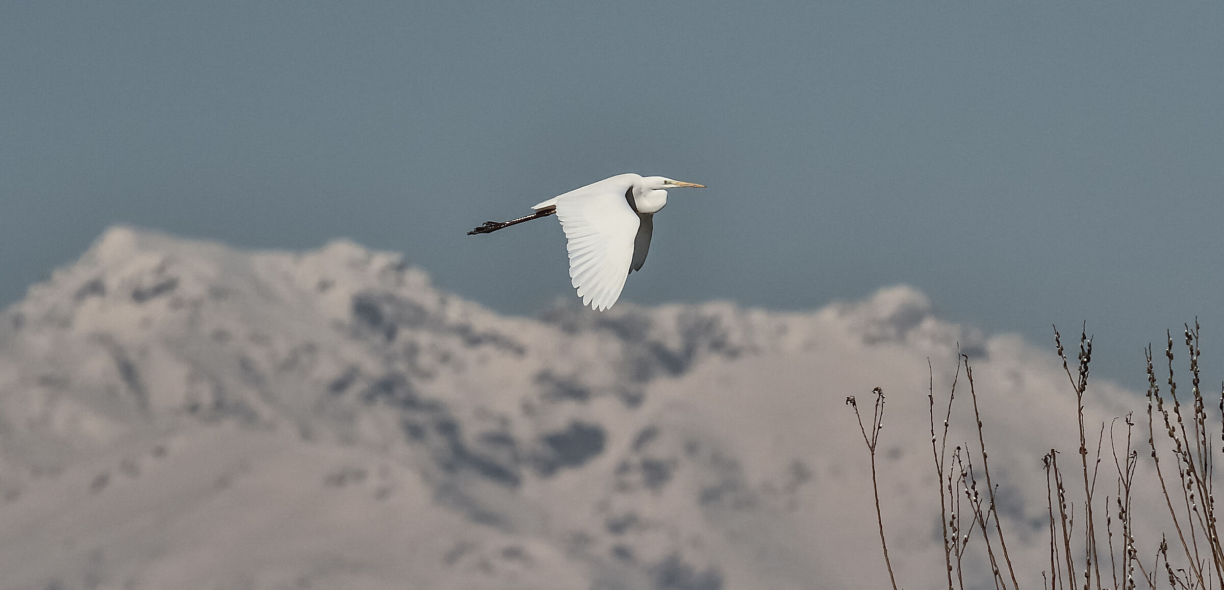 airone bianco maggiore