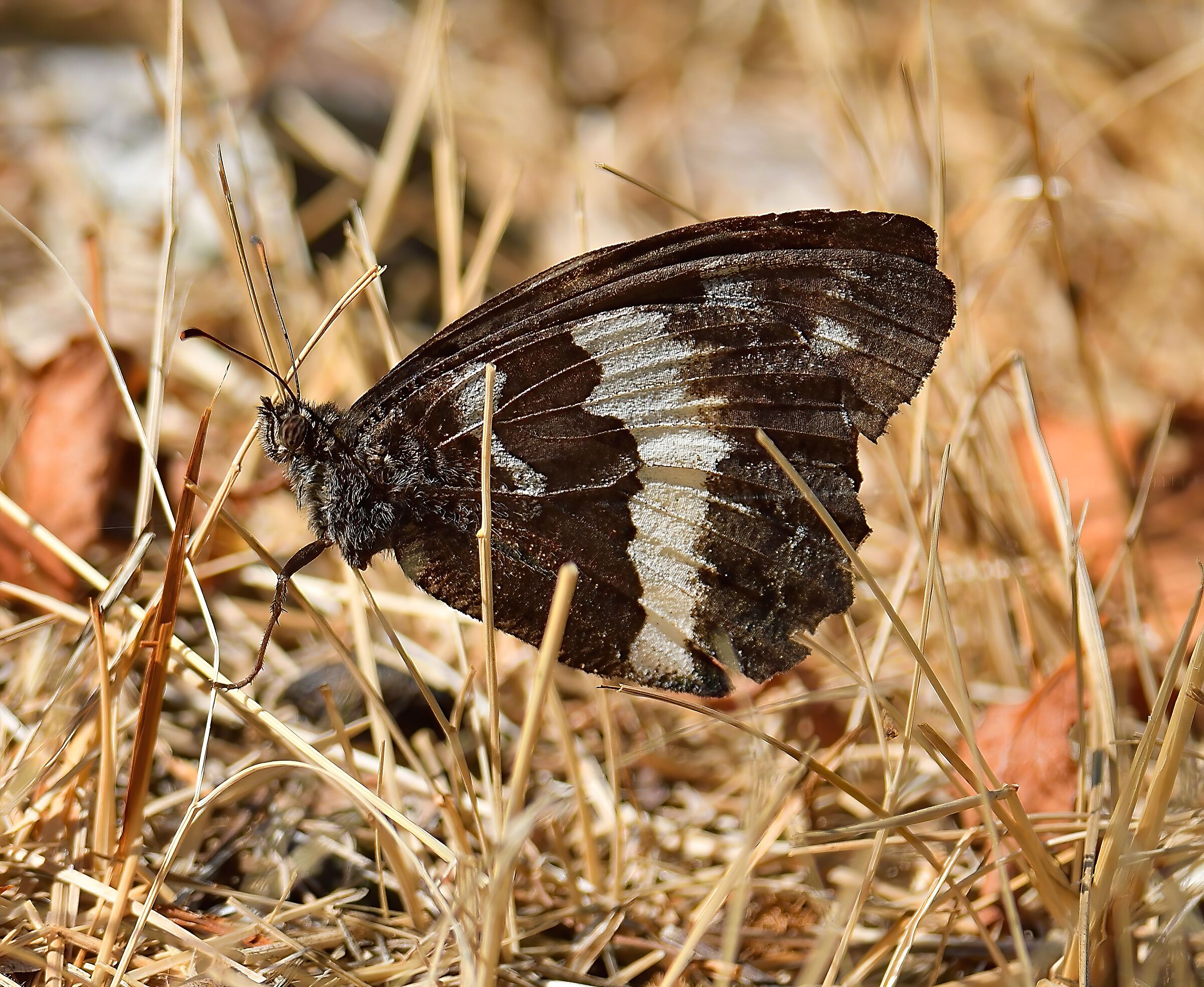 In the middle of the grass ...