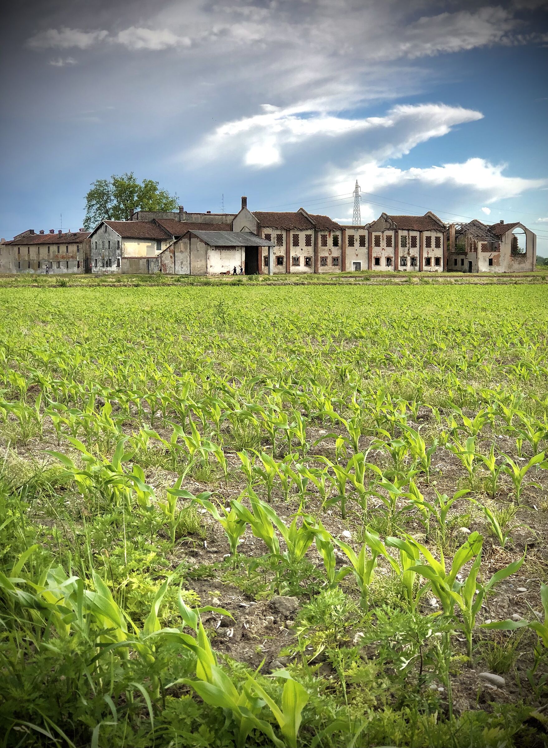 Corn and farmhouse