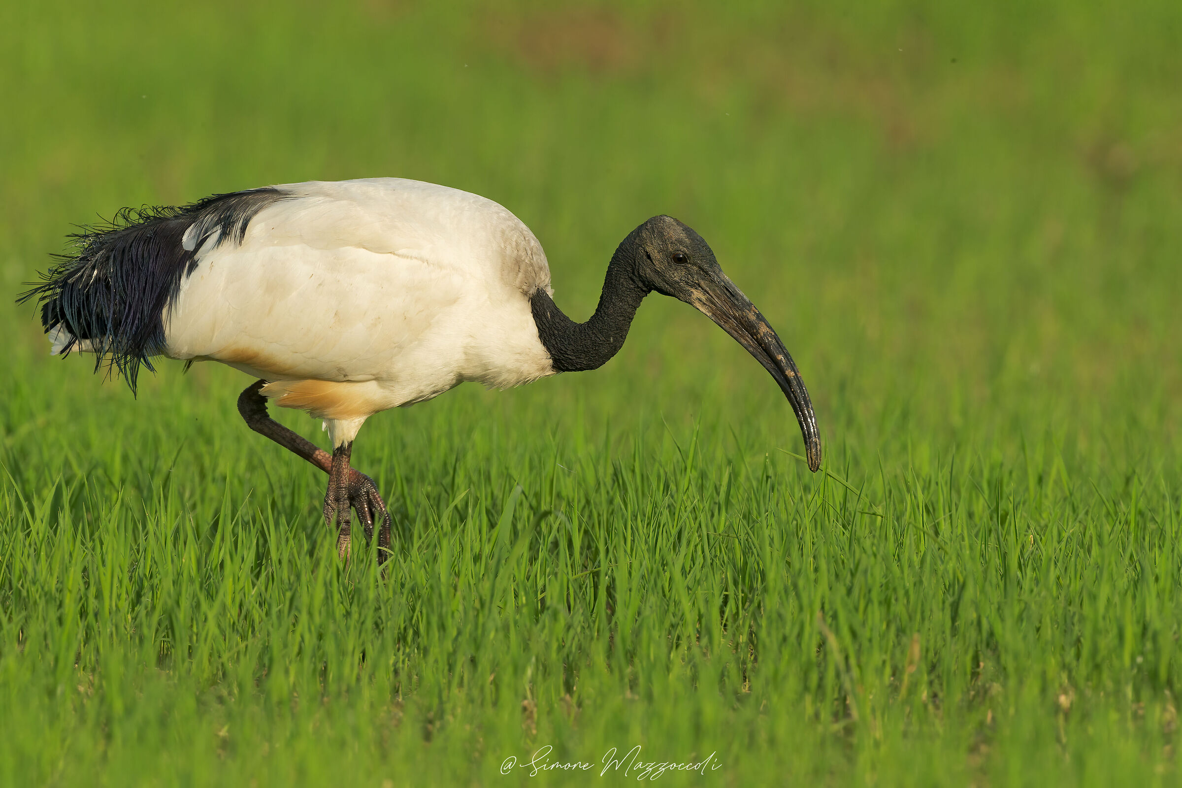 Sacred ibis