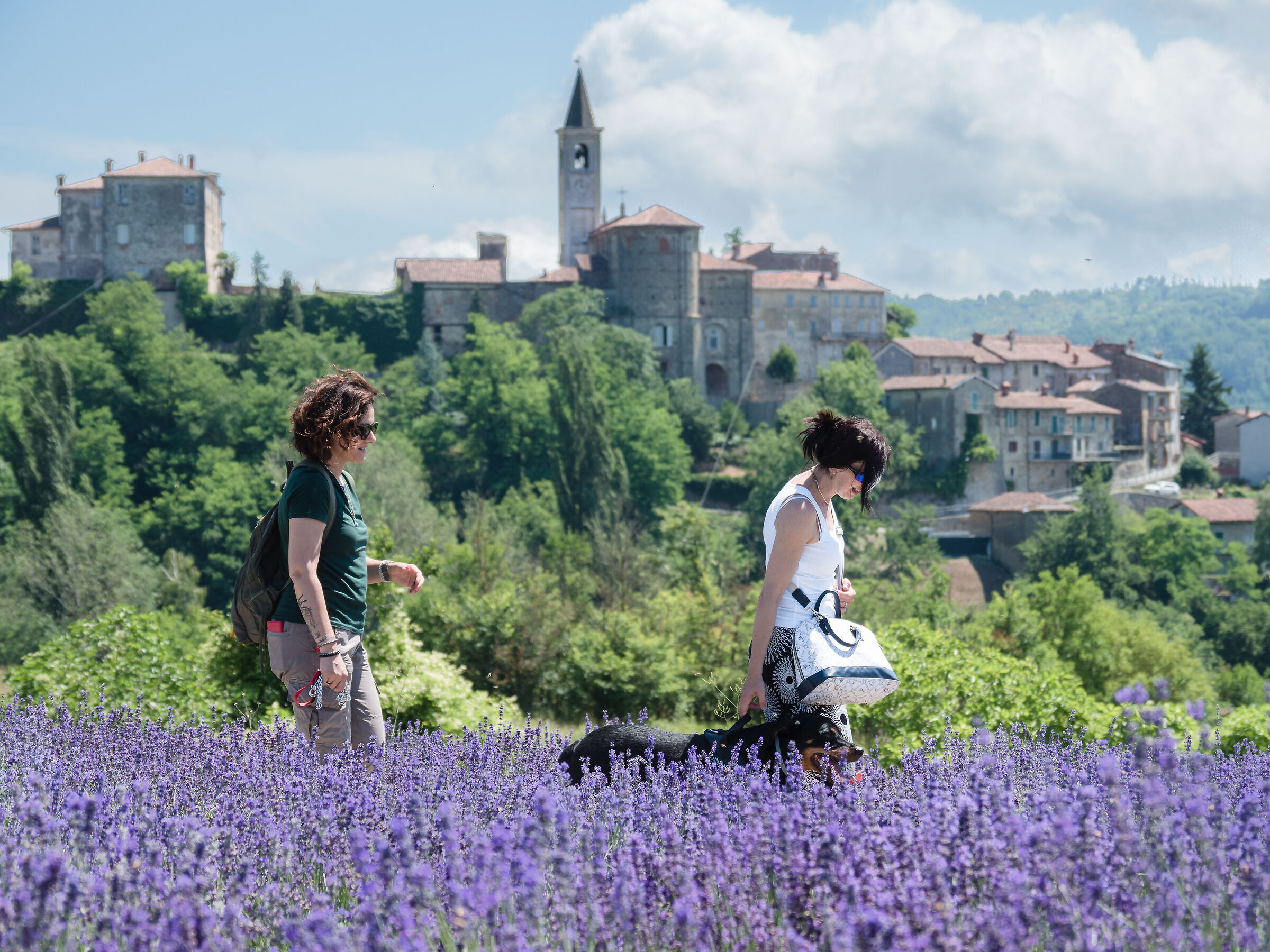 Passeggiando tra la lavanda