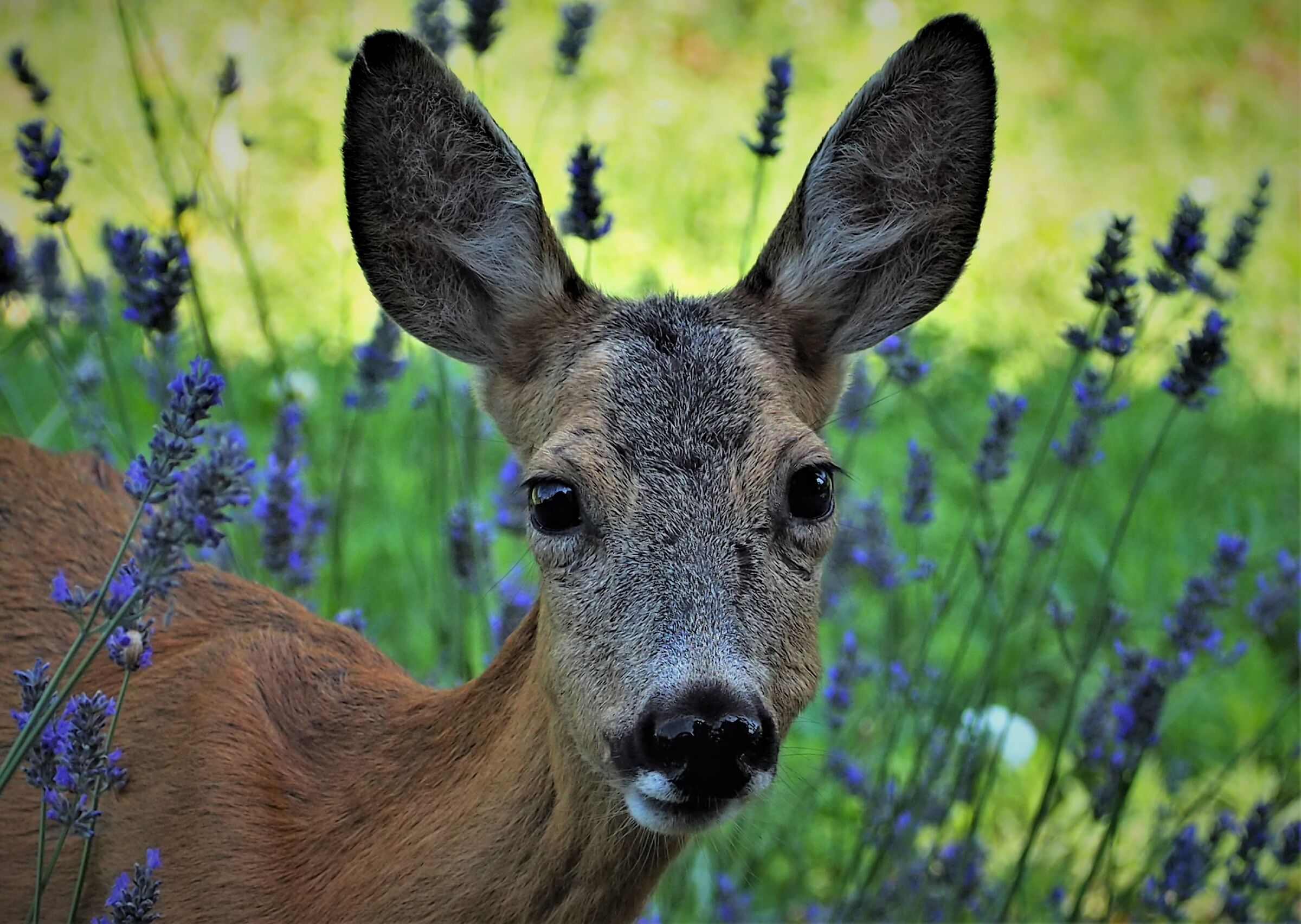 roe deer