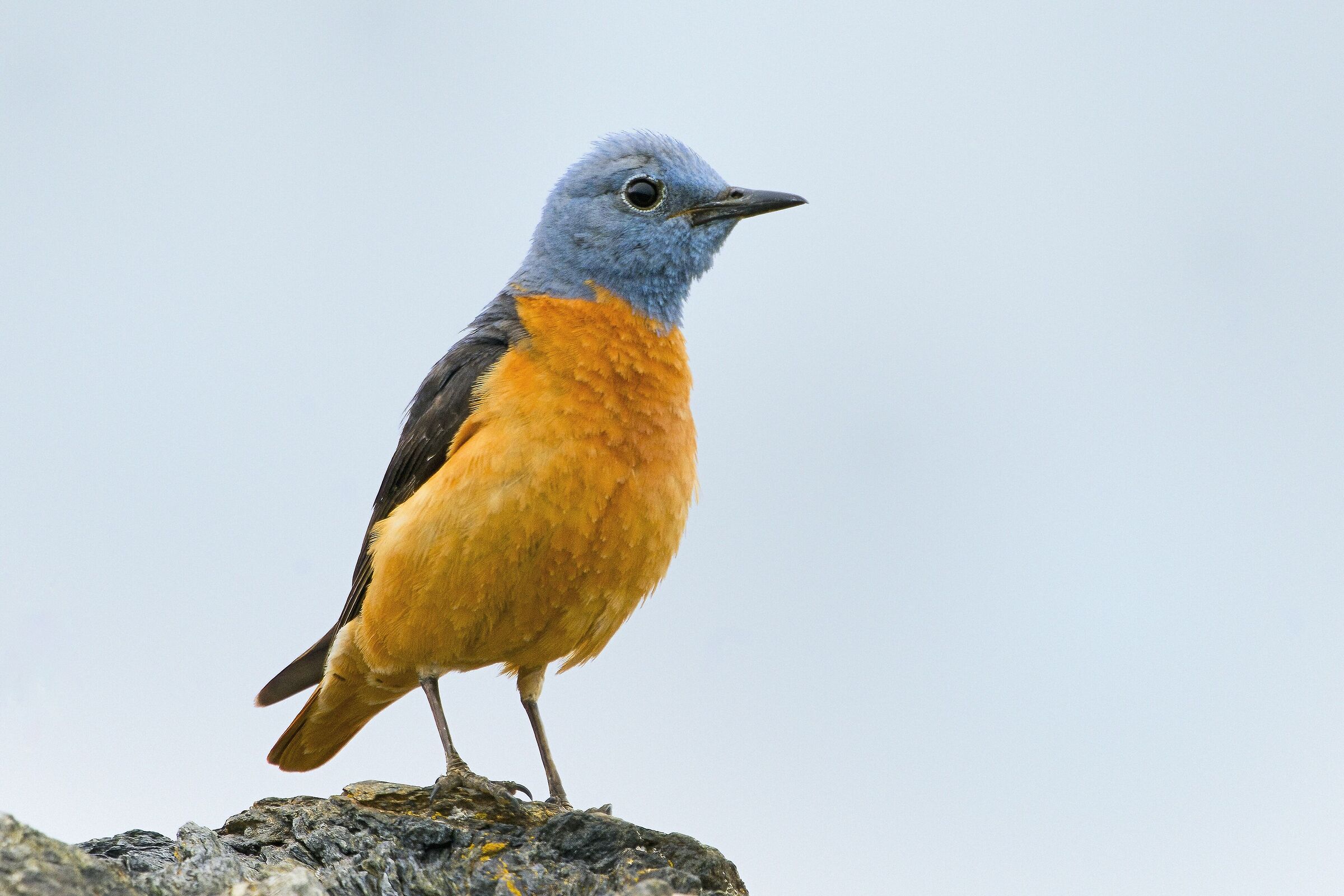 rock thrush