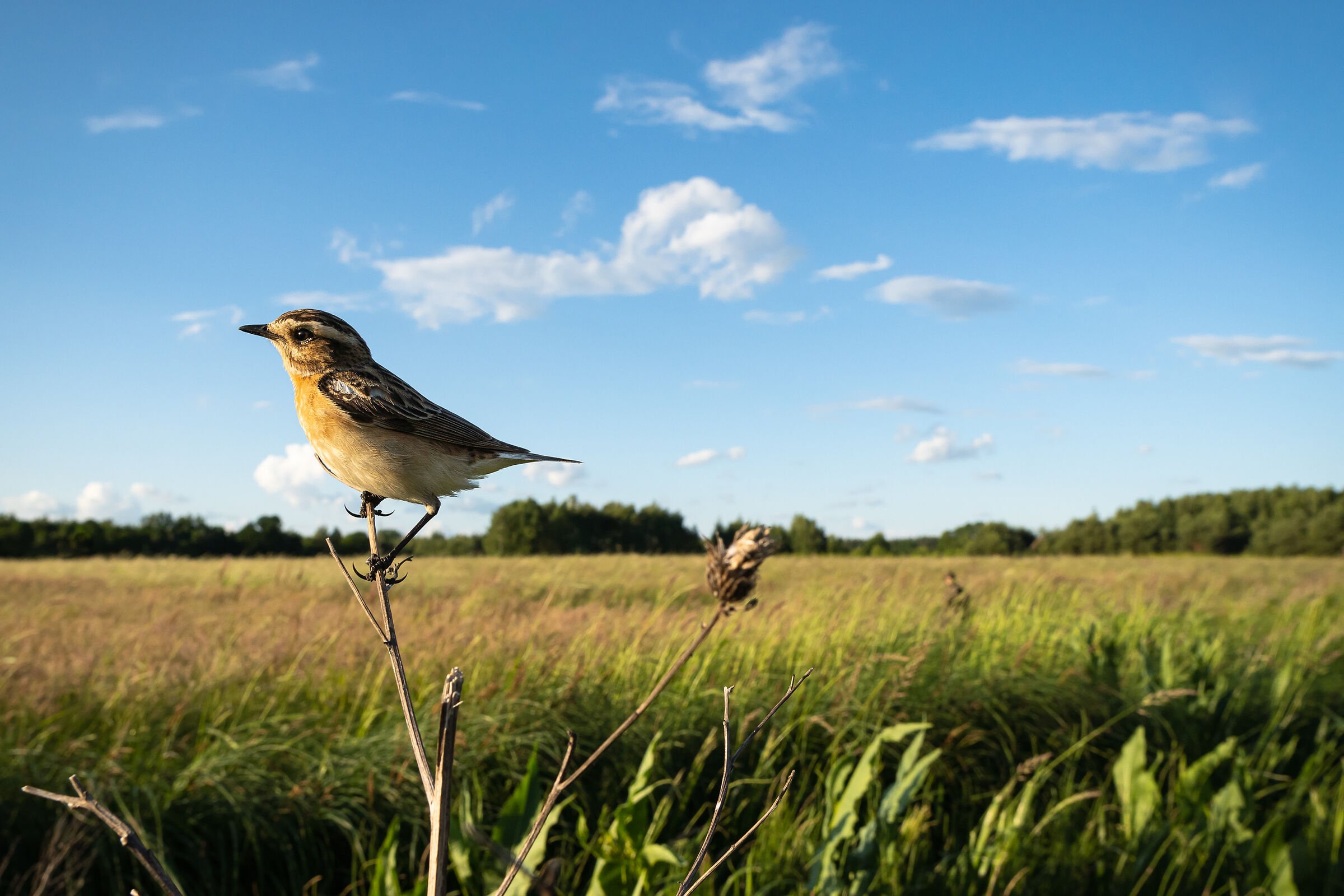 Whinchat (Saxicola rubetra)