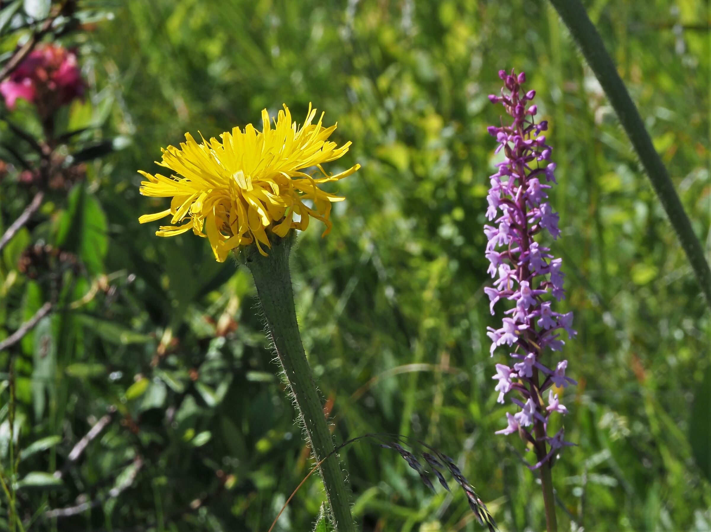 alpine rib and orchid gymmnadenia