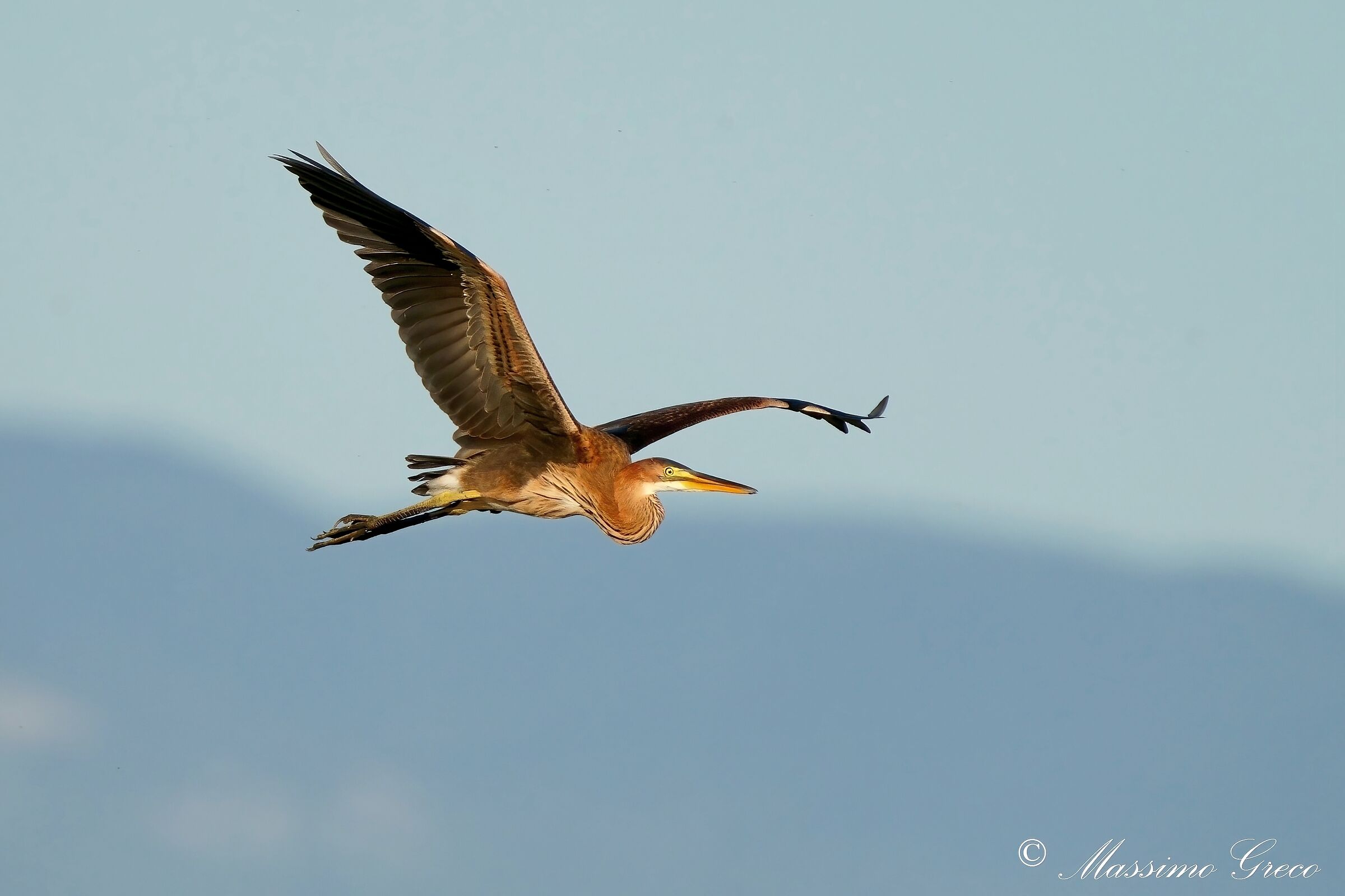 Airone rosso (Ardea purpurea)