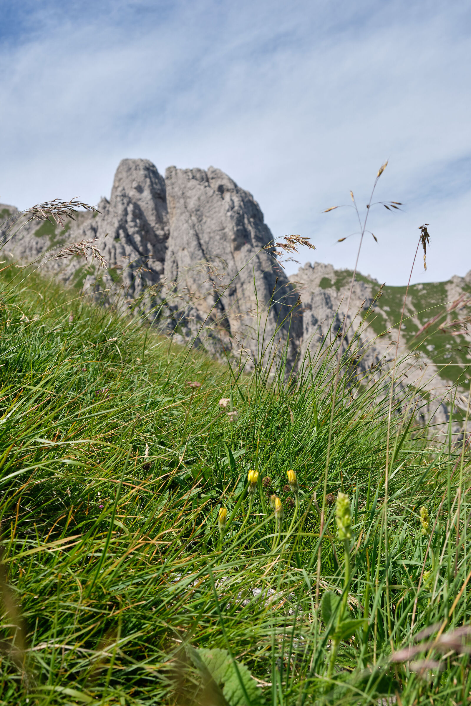 Flowers and spire