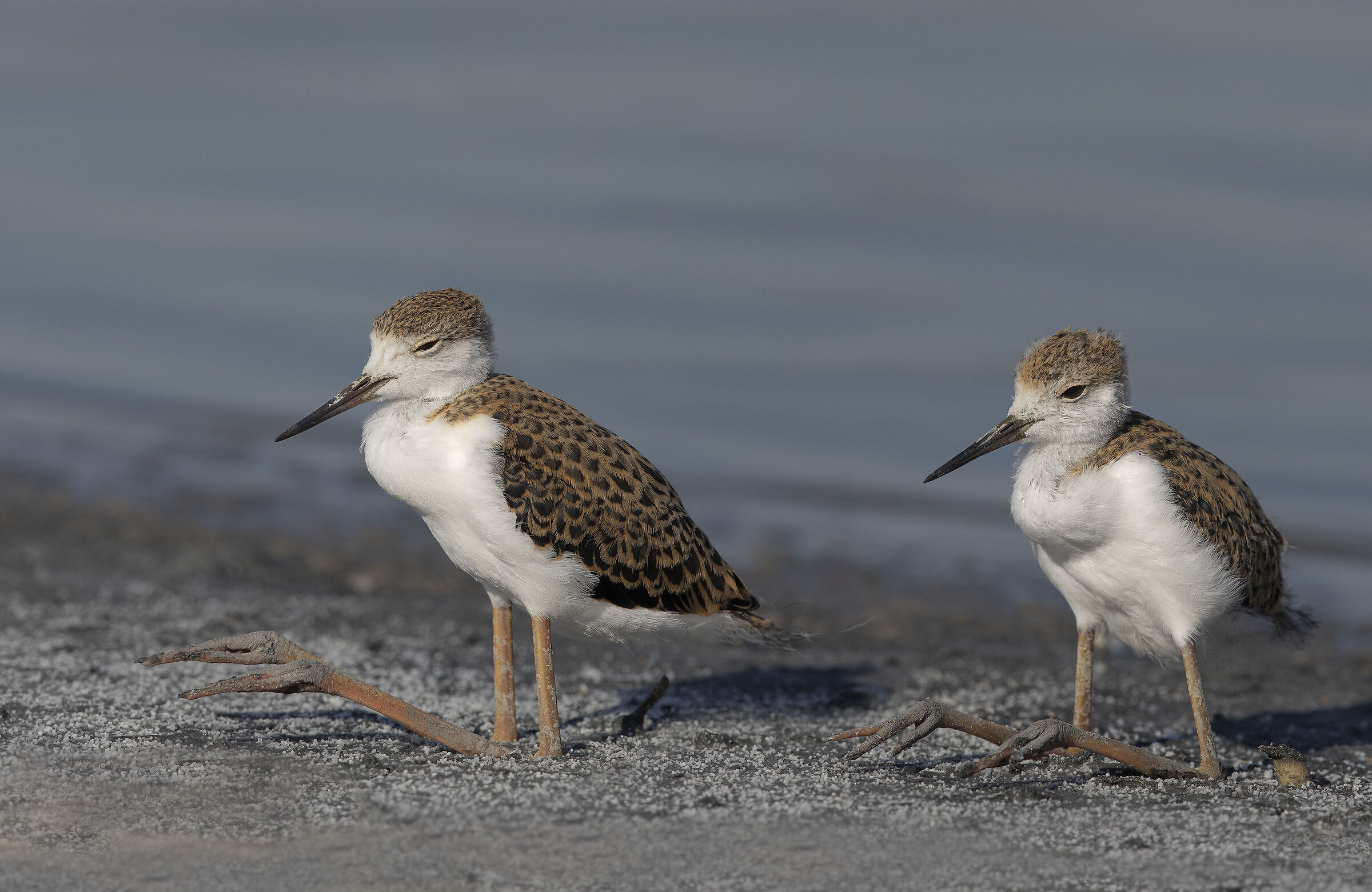 fratellini insieme (fotomontaggio)