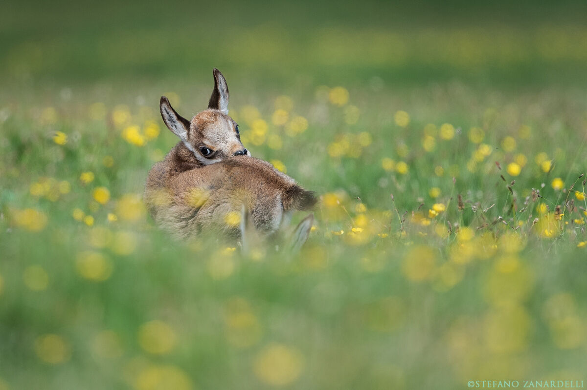 Baby Chamois