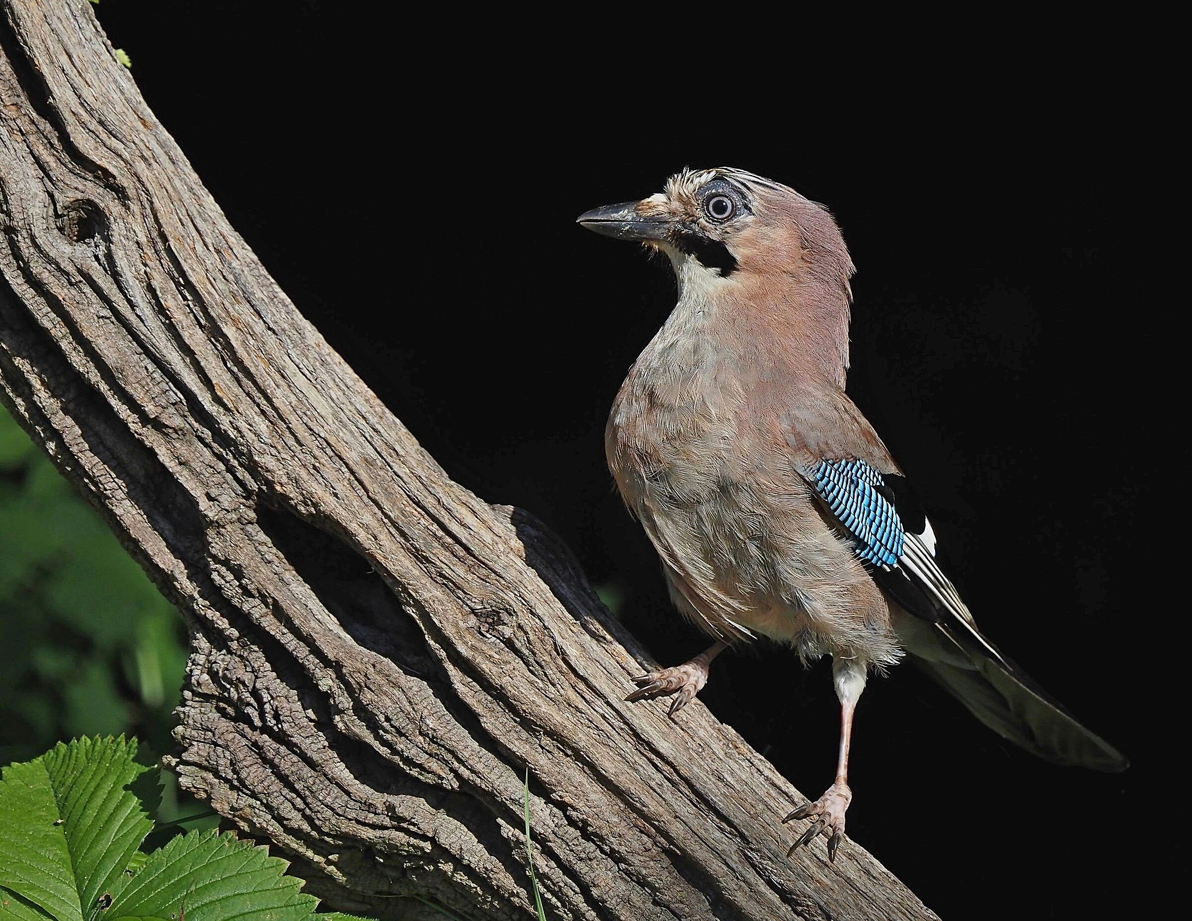 Ghiandaia in piena luce