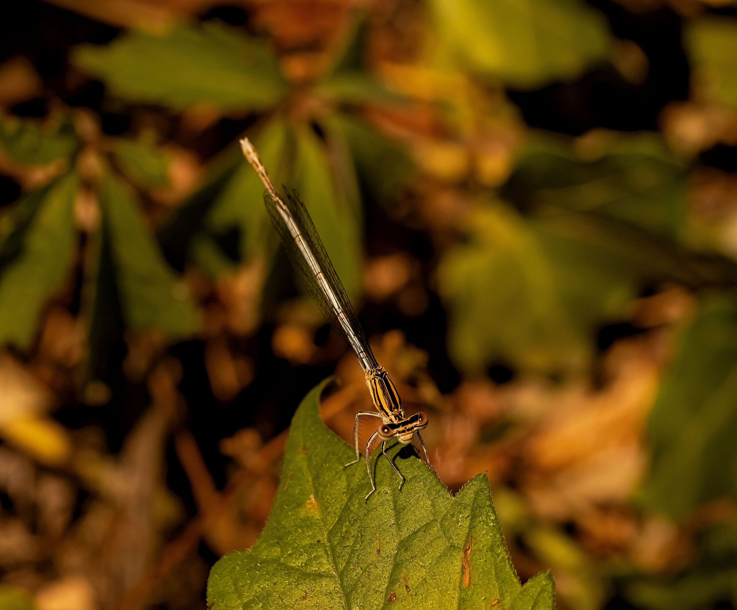 Agriocnemis Pieris Libellula 6/07/2021