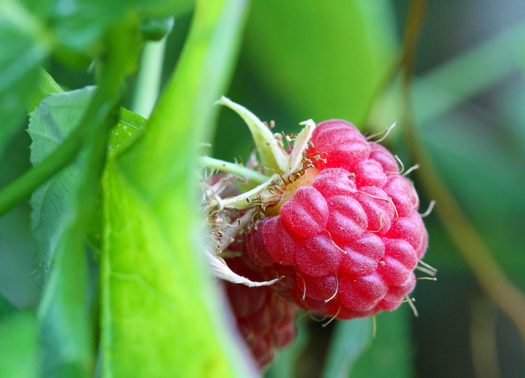 Raspberry