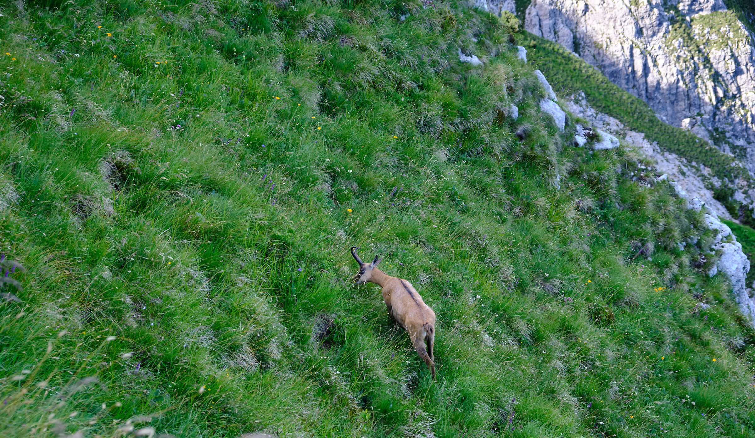 chamois