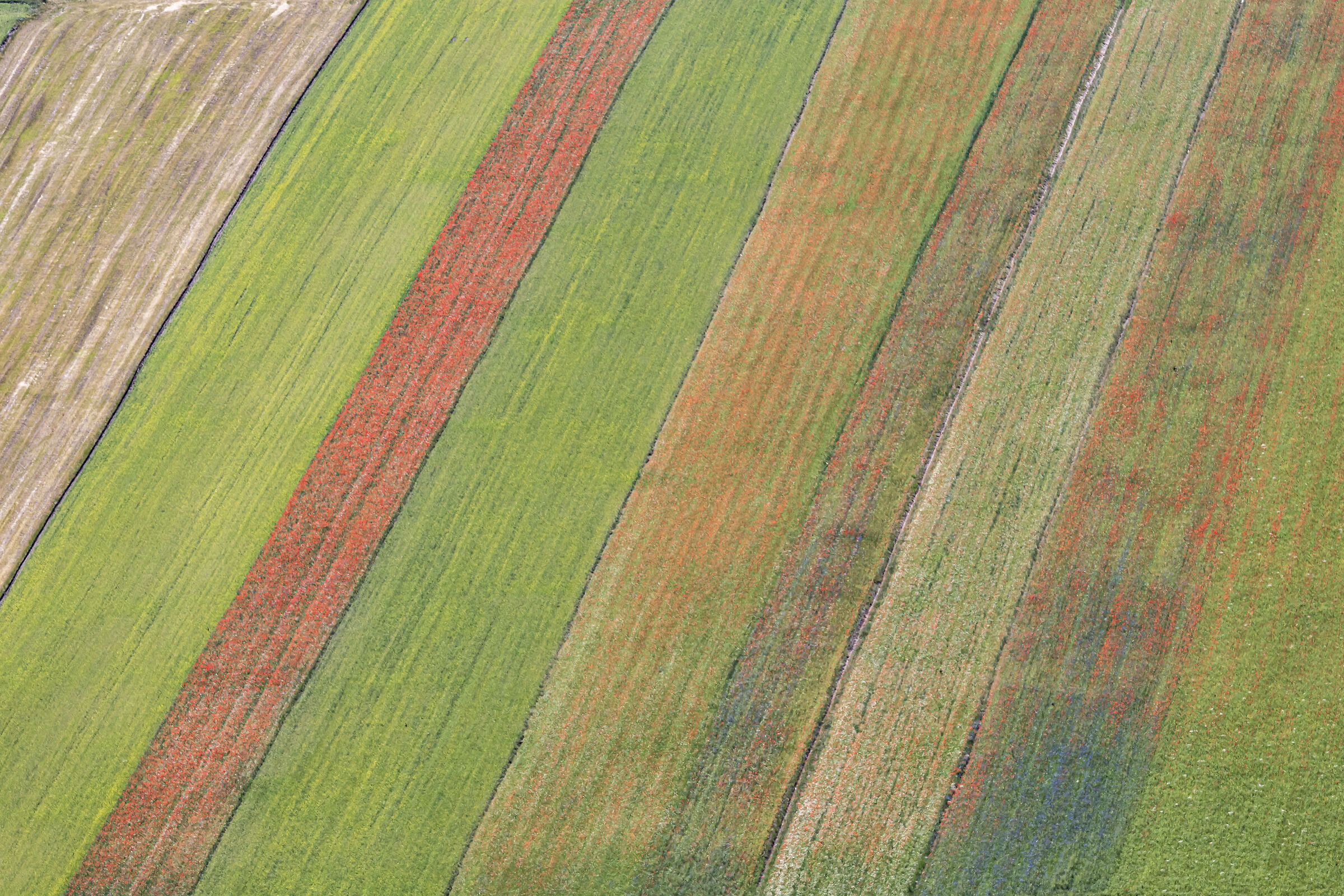 Flowering from above